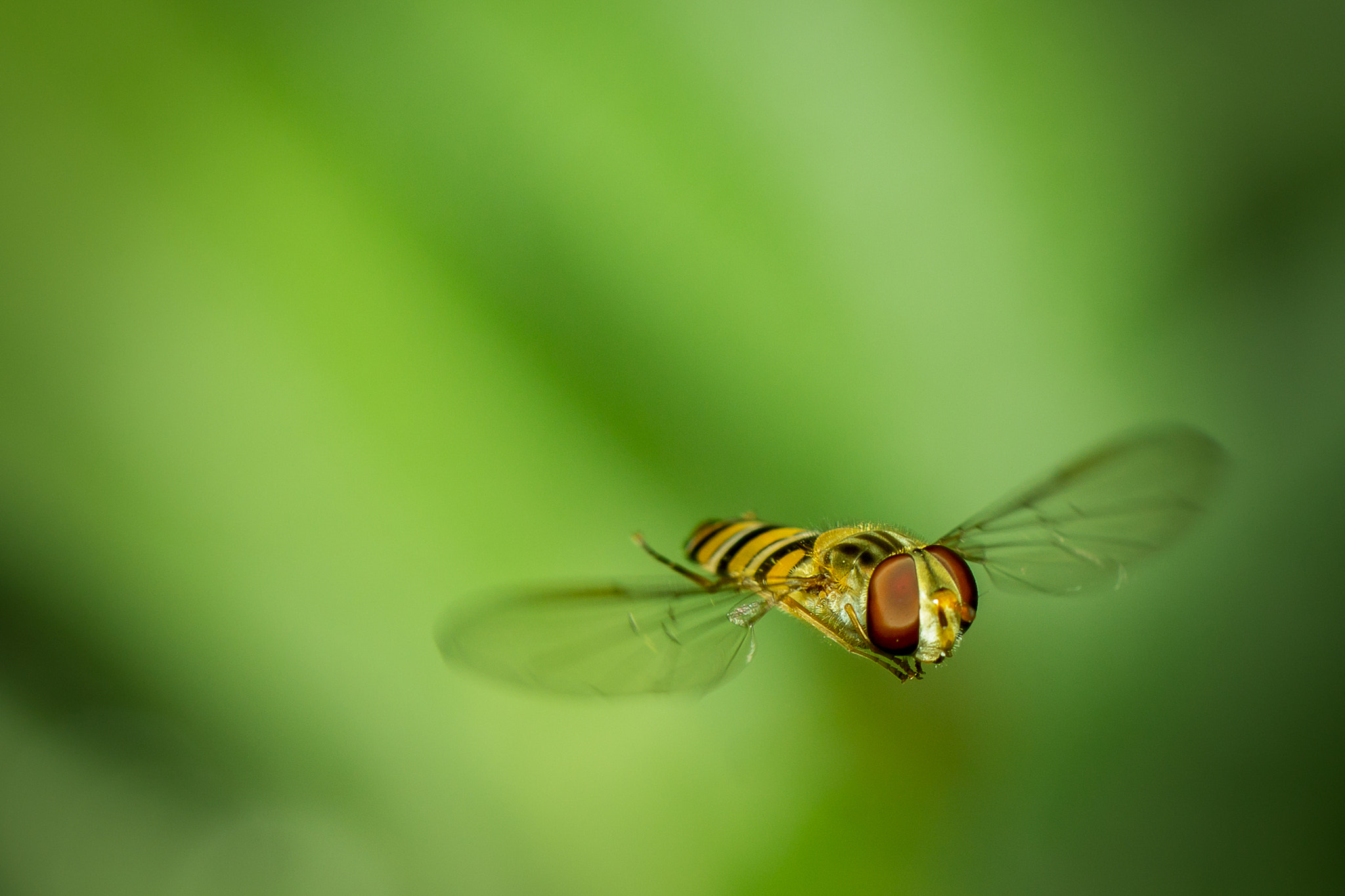 Canon EOS 650D (EOS Rebel T4i / EOS Kiss X6i) + Canon EF 100mm F2.8L Macro IS USM sample photo. Escape photography