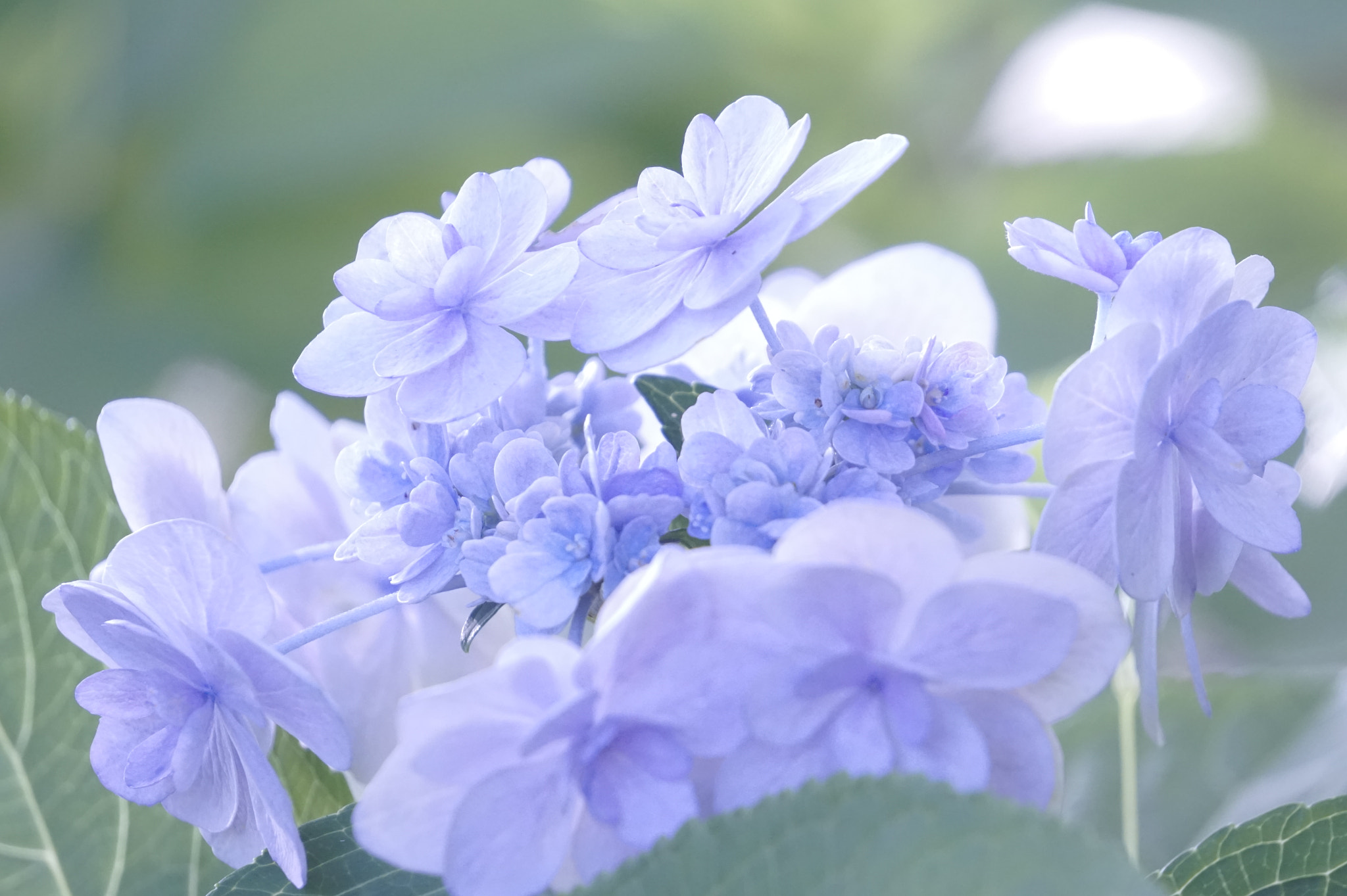 Sony E 55-210mm F4.5-6.3 OSS sample photo. 紫陽花。 photography