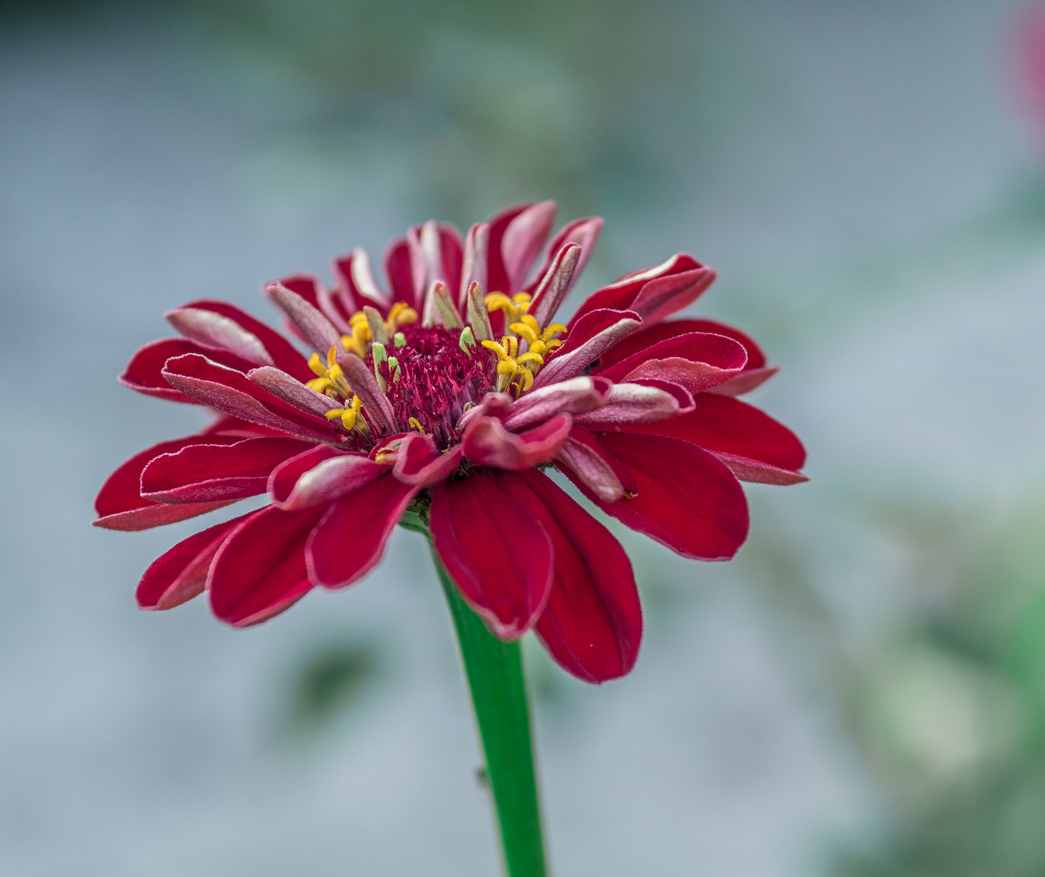 Sigma 60mm F2.8 DN Art sample photo. Red flower photography