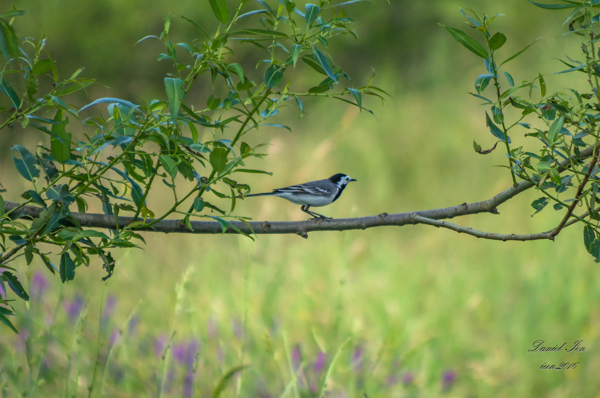 Pentax K-x sample photo. Motacilla alba photography