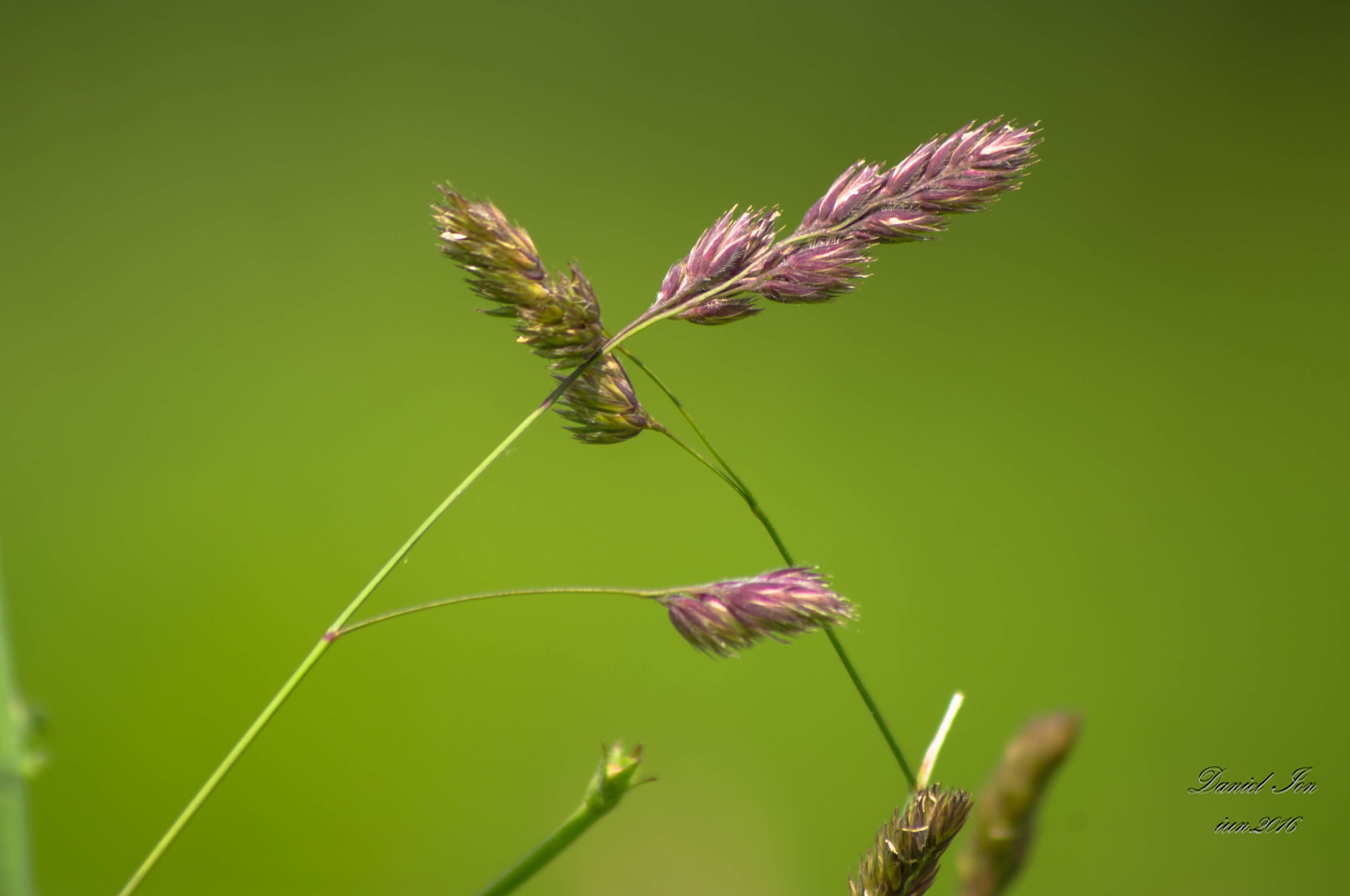 Pentax K-x sample photo. Grass photography