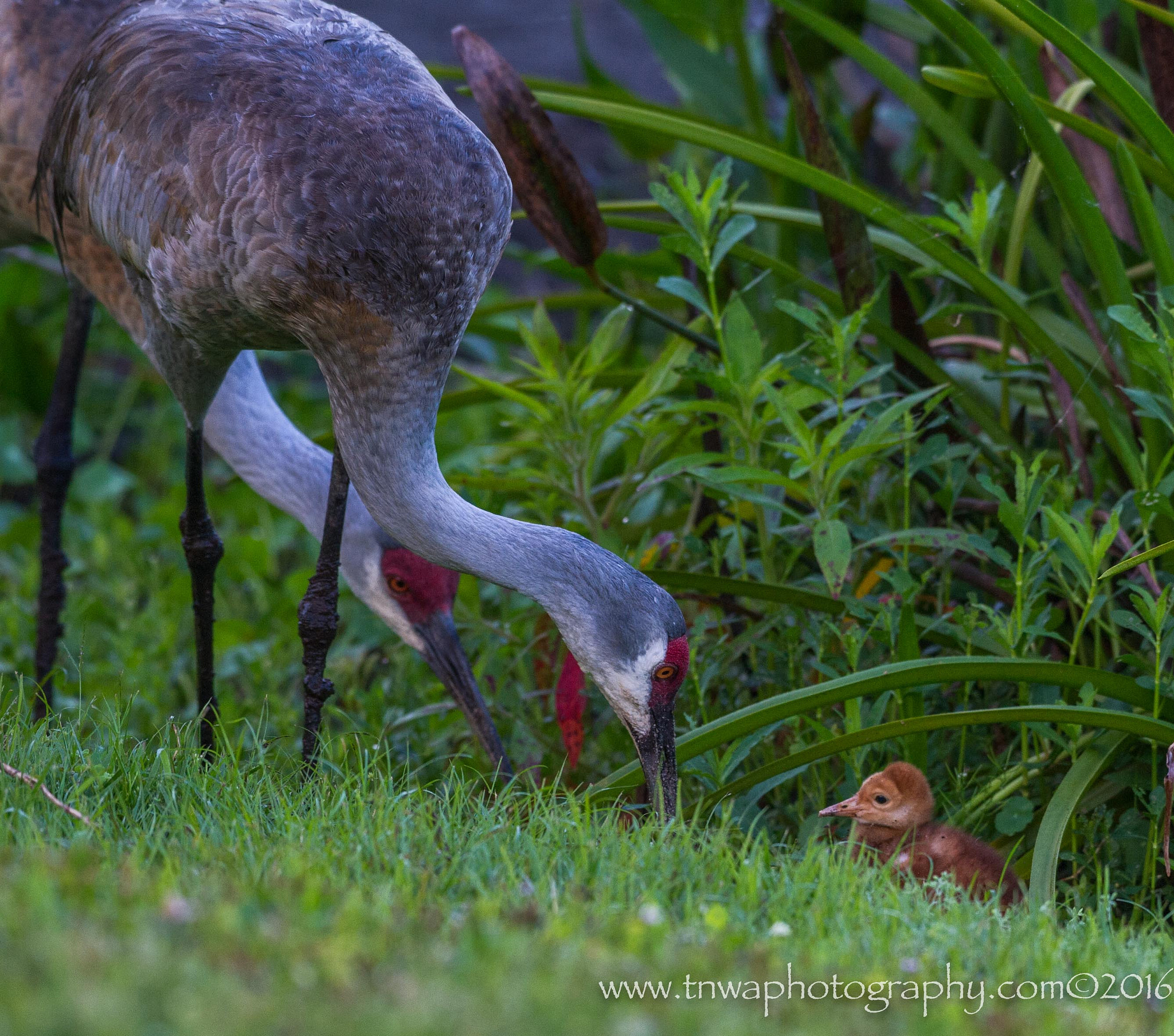 Nikon D3S sample photo. Under the watchful eyes photography