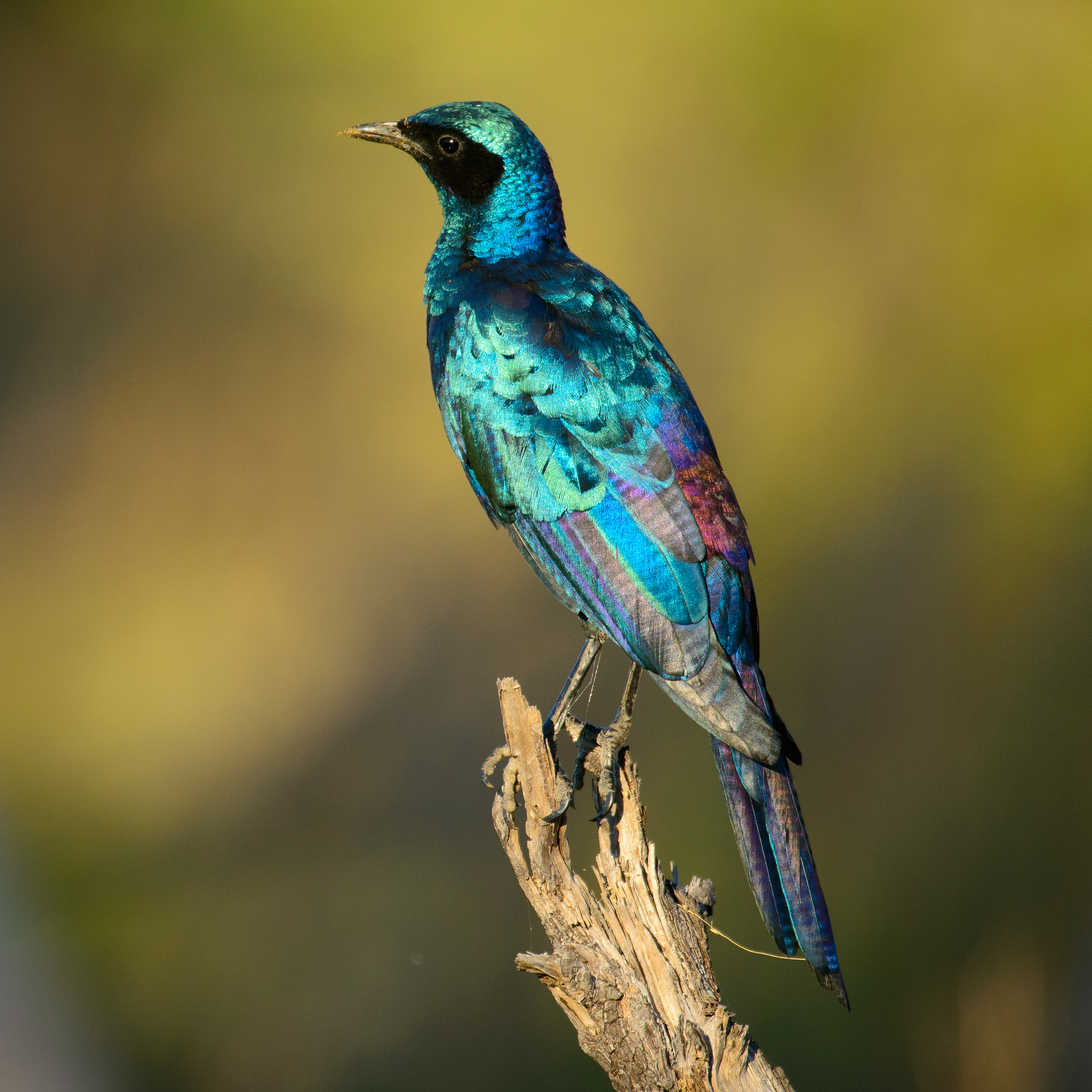 Nikon AF-S Nikkor 200-400mm F4G ED-IF VR sample photo. Glossy feathers photography