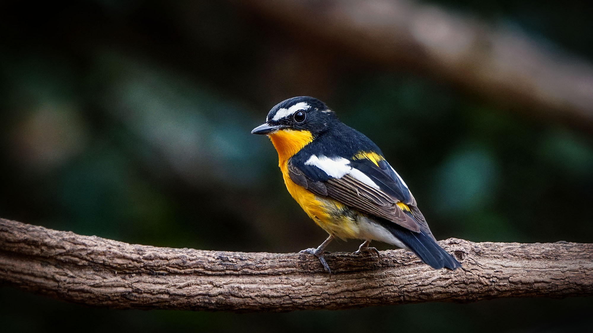 Sony ILCA-77M2 + Sony 70-400mm F4-5.6 G SSM II sample photo. Yellow-rumped flycatcher (male) photography