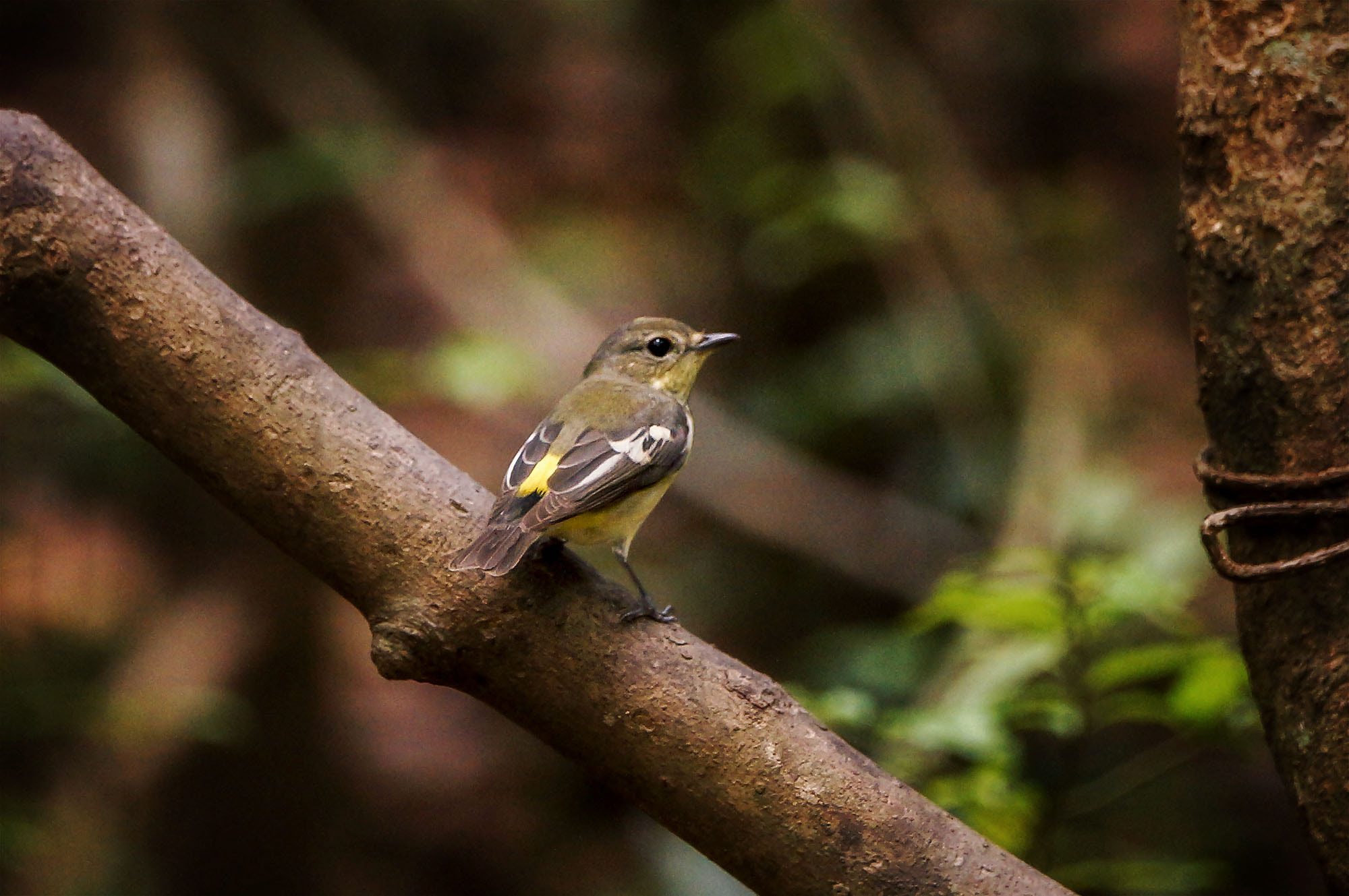 Sony SLT-A57 + Sony 70-400mm F4-5.6 G SSM sample photo. Yellow-rumped flycatcher (female) photography