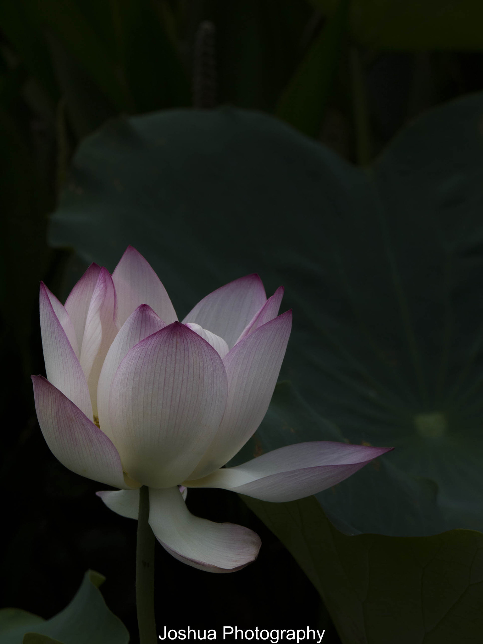 Panasonic Lumix G Vario 45-200mm F4-5.6 OIS sample photo. _1130744.jpg photography
