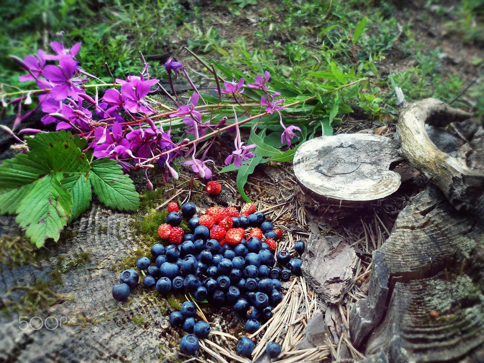 Samsung ST90,ST91 / VLUU ST90,ST91 sample photo. Forest fruits photography