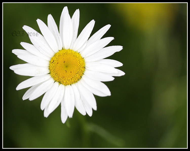 Canon EF-S 60mm F2.8 Macro USM sample photo. ~daisey~ photography