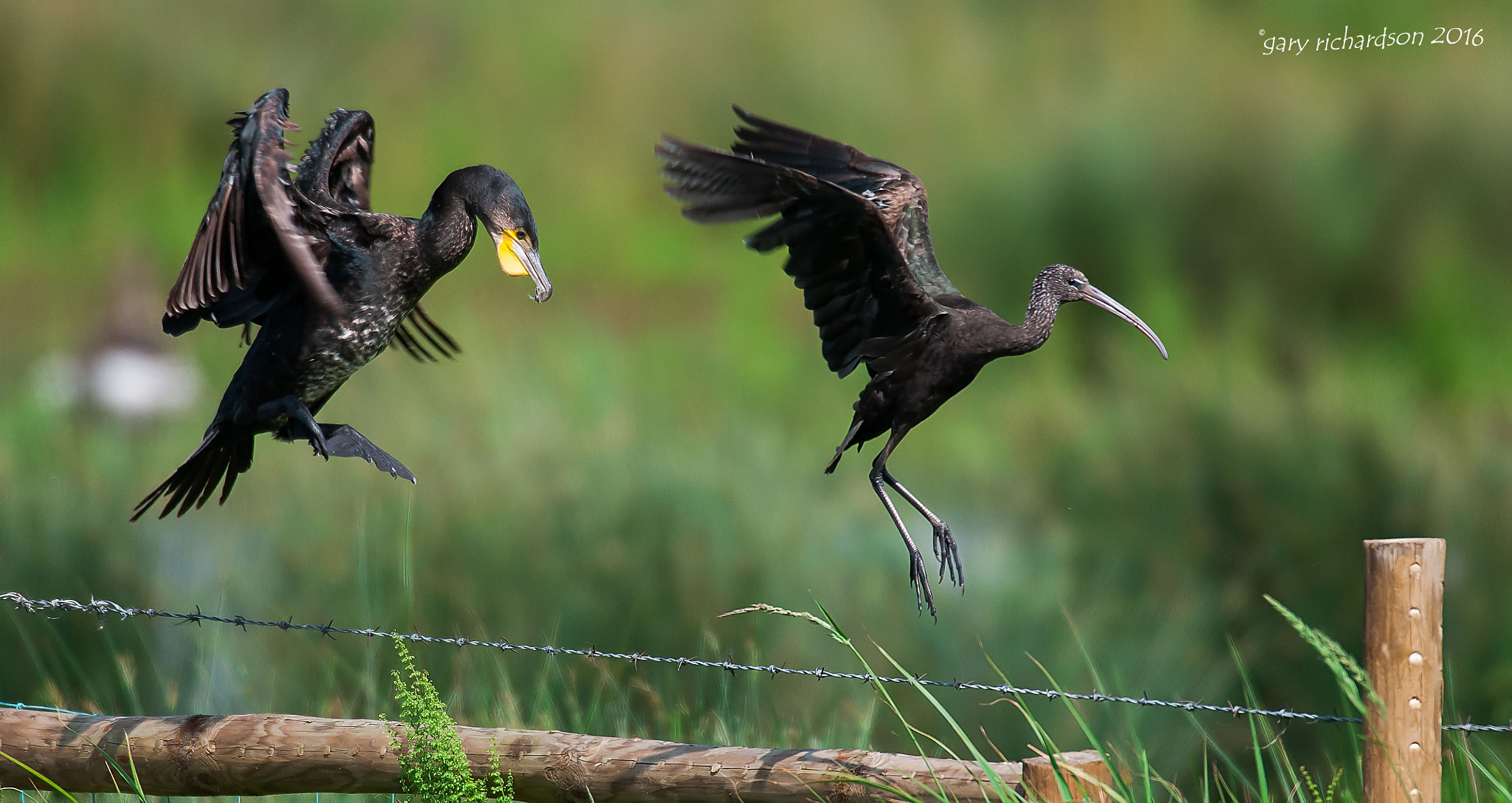 Nikon D300 + Nikon AF-S Nikkor 500mm F4G ED VR sample photo. Glossy ibis () photography