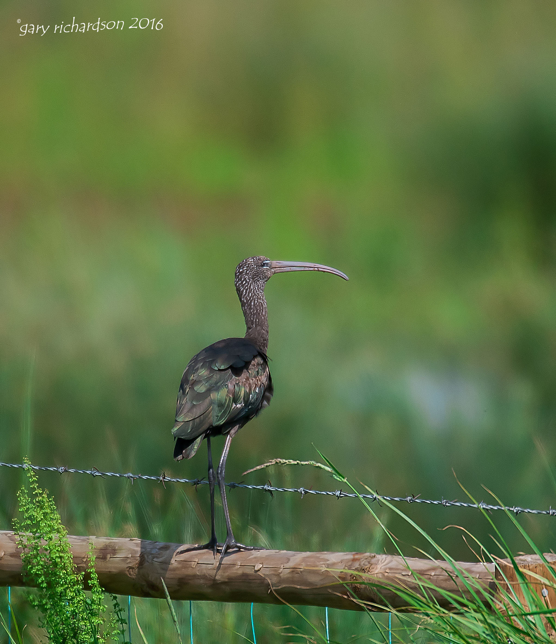 Nikon D300 + Nikon AF-S Nikkor 500mm F4G ED VR sample photo. Glossy ibis photography