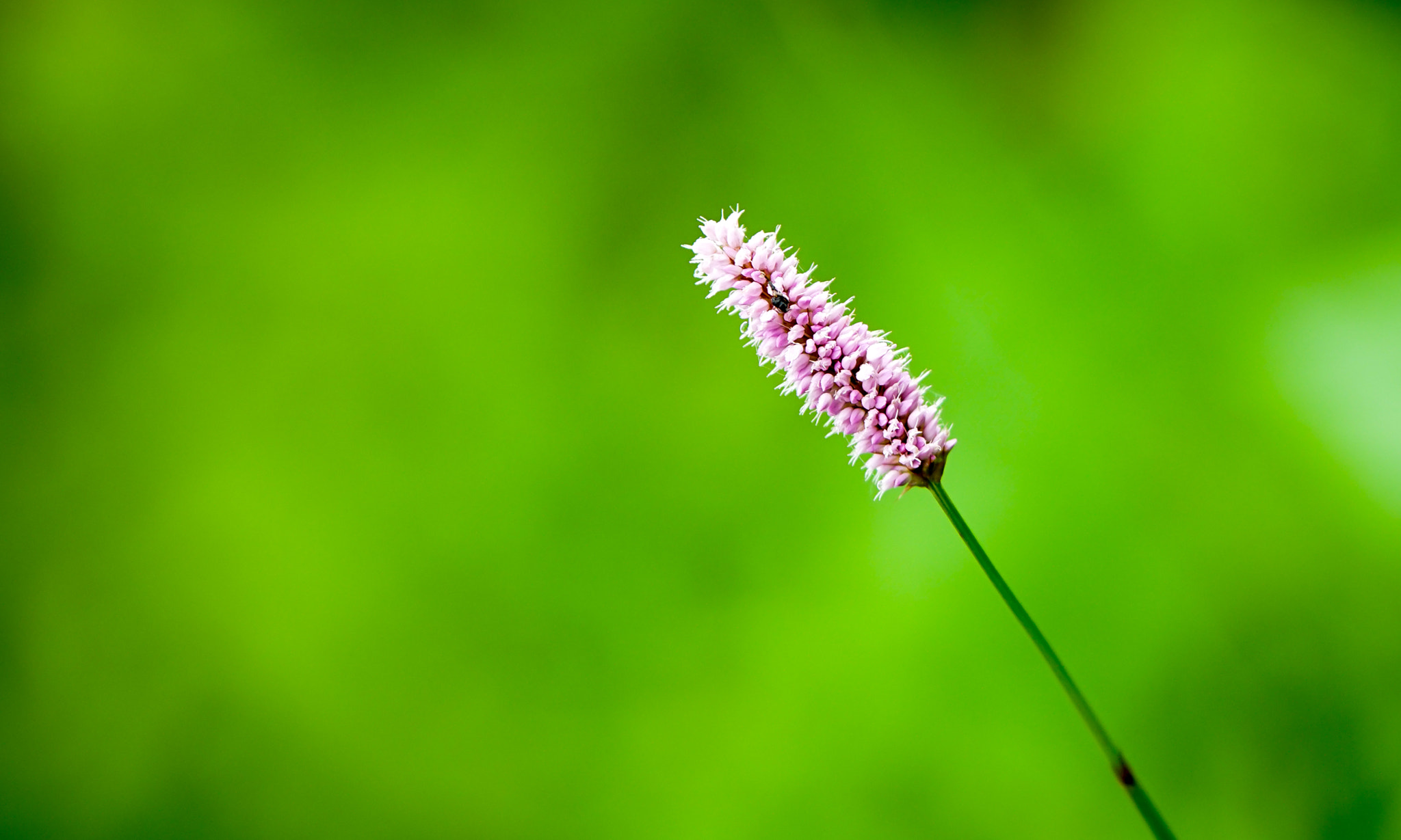 Sony a7 II + Tamron SP 70-200mm F2.8 Di VC USD sample photo. A flower photography