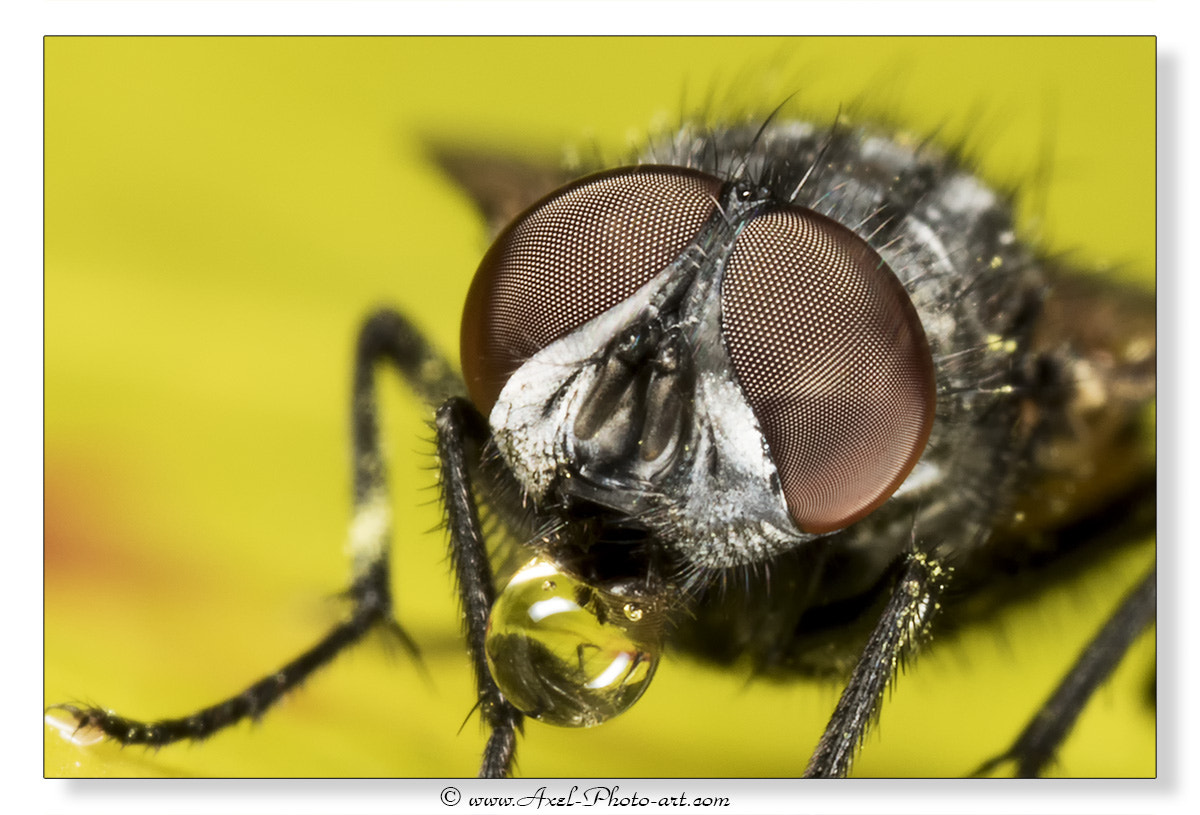 Canon MP-E 65mm F2.5 1-5x Macro Photo sample photo. Fly photography