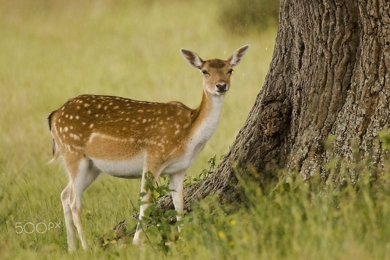 Sony SLT-A65 (SLT-A65V) + Tamron SP 150-600mm F5-6.3 Di VC USD sample photo. Fallow deer photography
