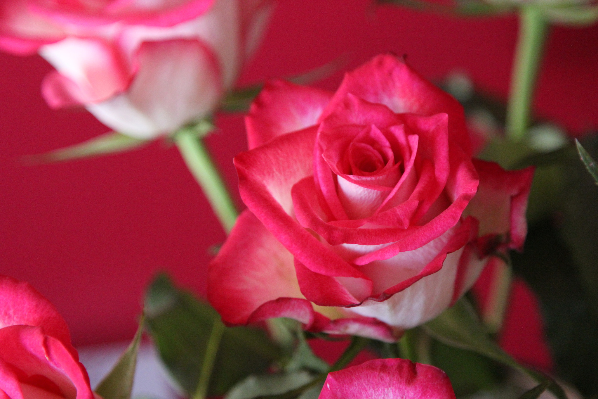 Canon EOS 600D (Rebel EOS T3i / EOS Kiss X5) sample photo. Another rose i need to get out more, this week i will photography