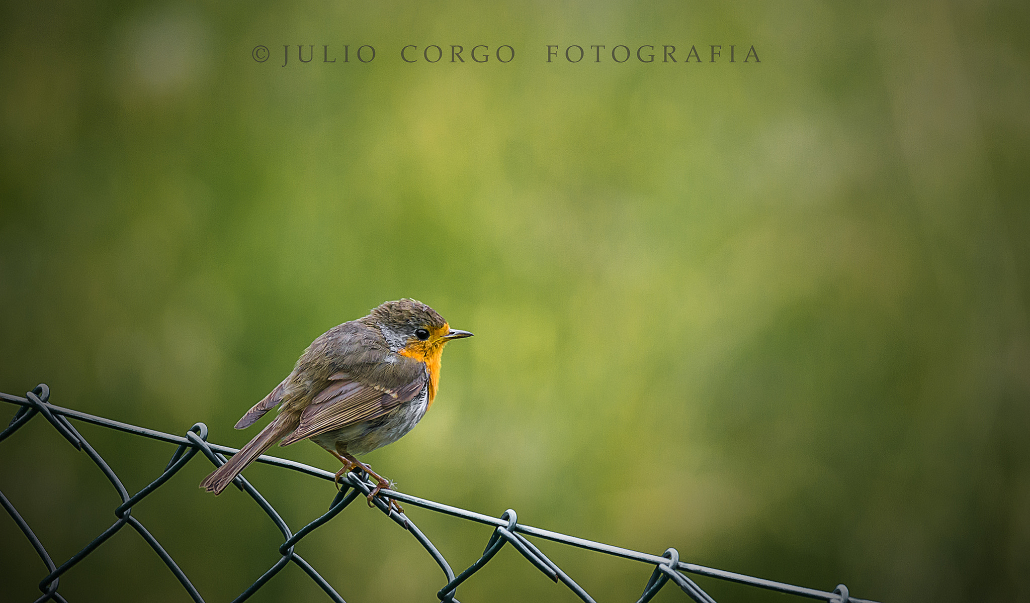 Sony Alpha DSLR-A580 + Tamron SP 150-600mm F5-6.3 Di VC USD sample photo. Petirrojo photography