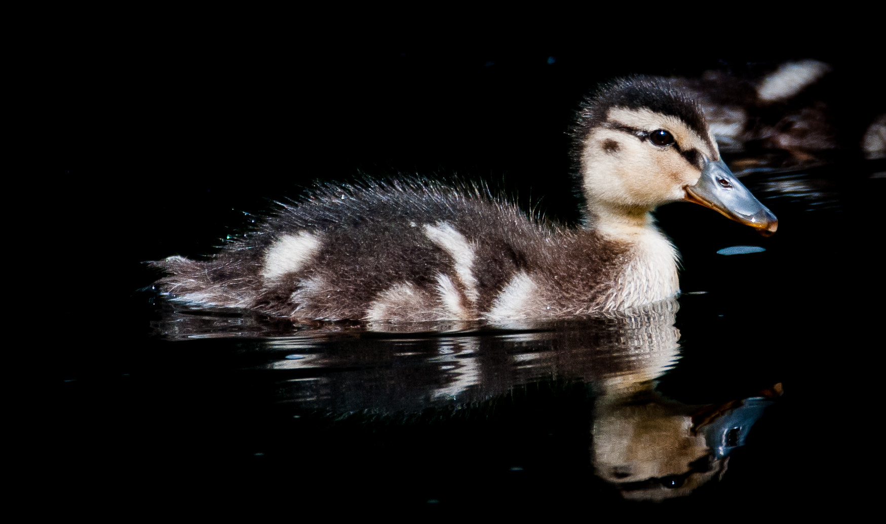 Sigma 150-600mm F5-6.3 DG OS HSM | C sample photo. New life photography