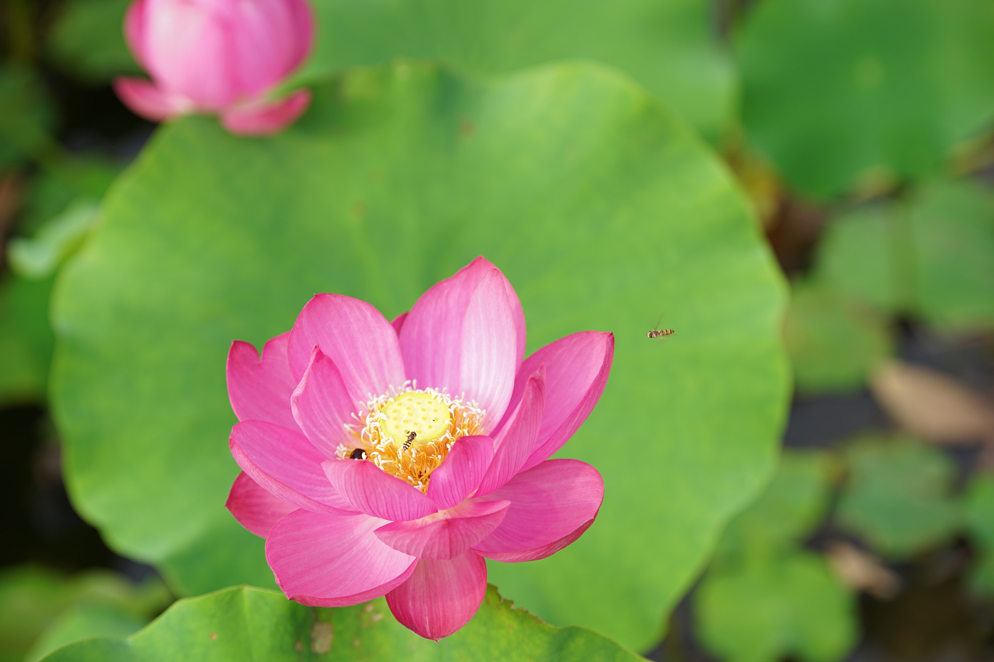 Sony a7 II + Tamron SP 70-200mm F2.8 Di VC USD sample photo. The insects on the lotus photography