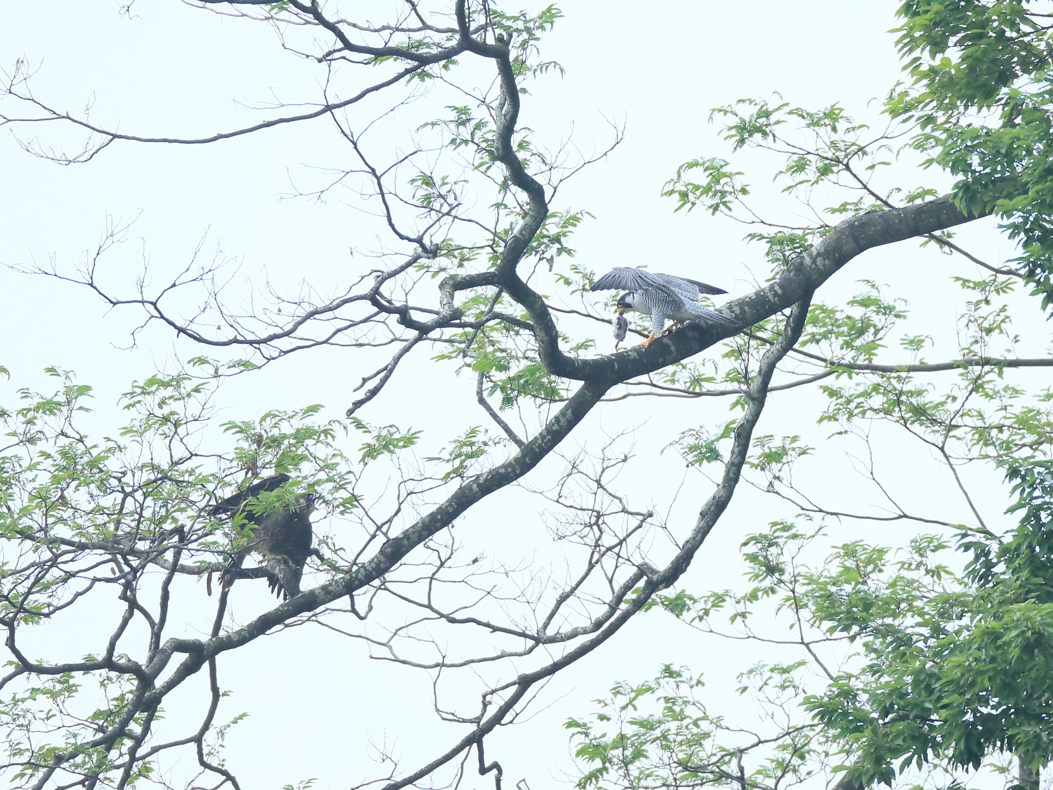 Canon EF 800mm F5.6L IS USM sample photo. ハヤブサ親子愛− photography