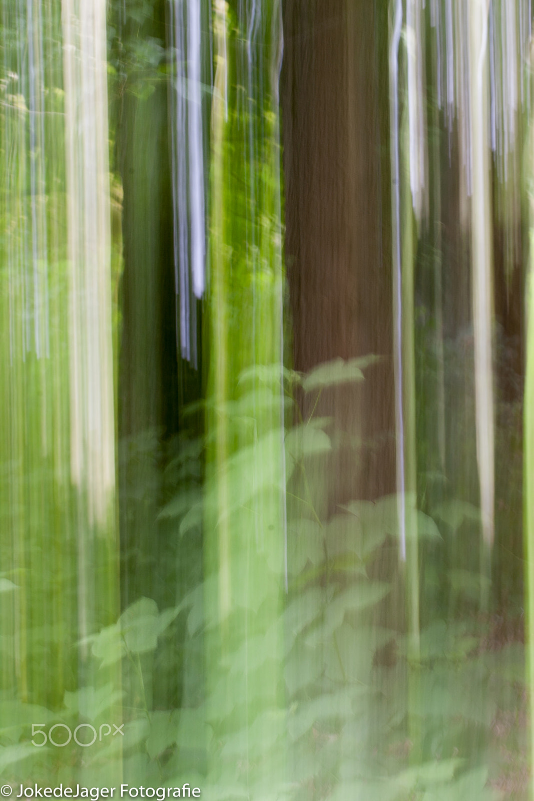 Canon EOS-1D Mark III sample photo. Into the woods photography
