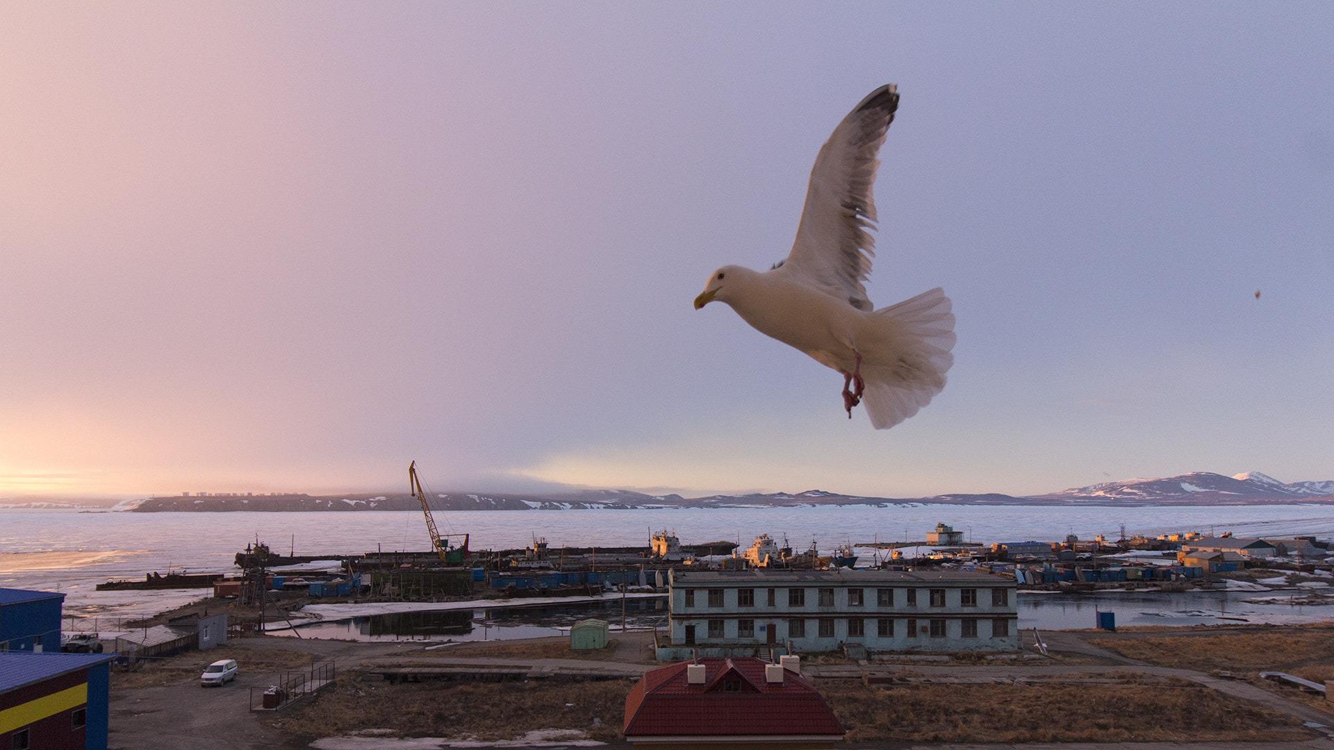 Canon EF-S 10-18mm F4.5–5.6 IS STM sample photo. Bird photography