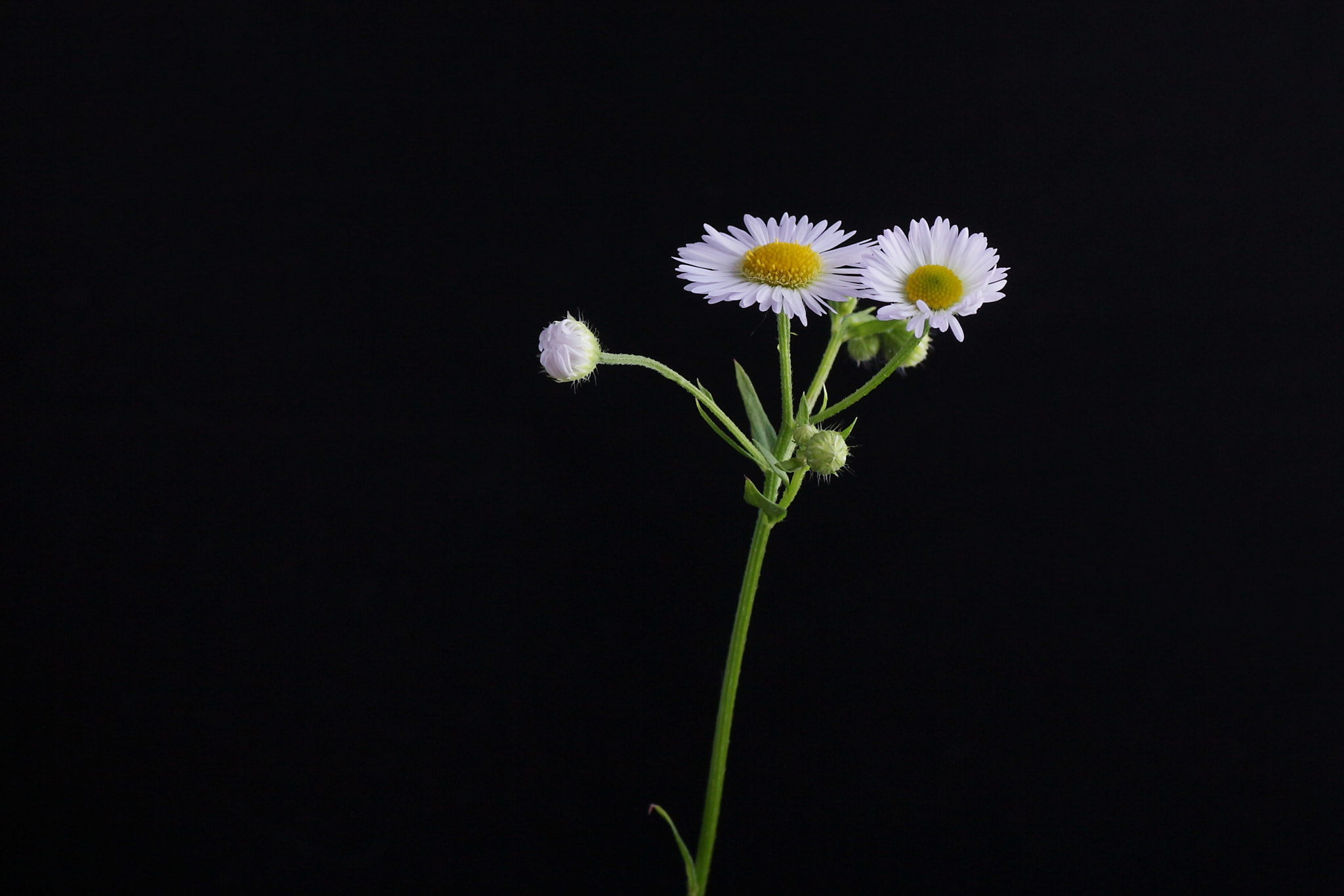 Canon EOS 650D (EOS Rebel T4i / EOS Kiss X6i) + Tamron SP AF 90mm F2.8 Di Macro sample photo. N.t. photography