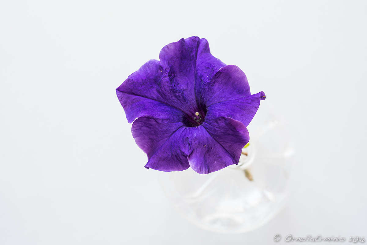 Nikon D810 + Nikon AF Micro-Nikkor 60mm F2.8D sample photo. Un fiore la sua bellezza photography