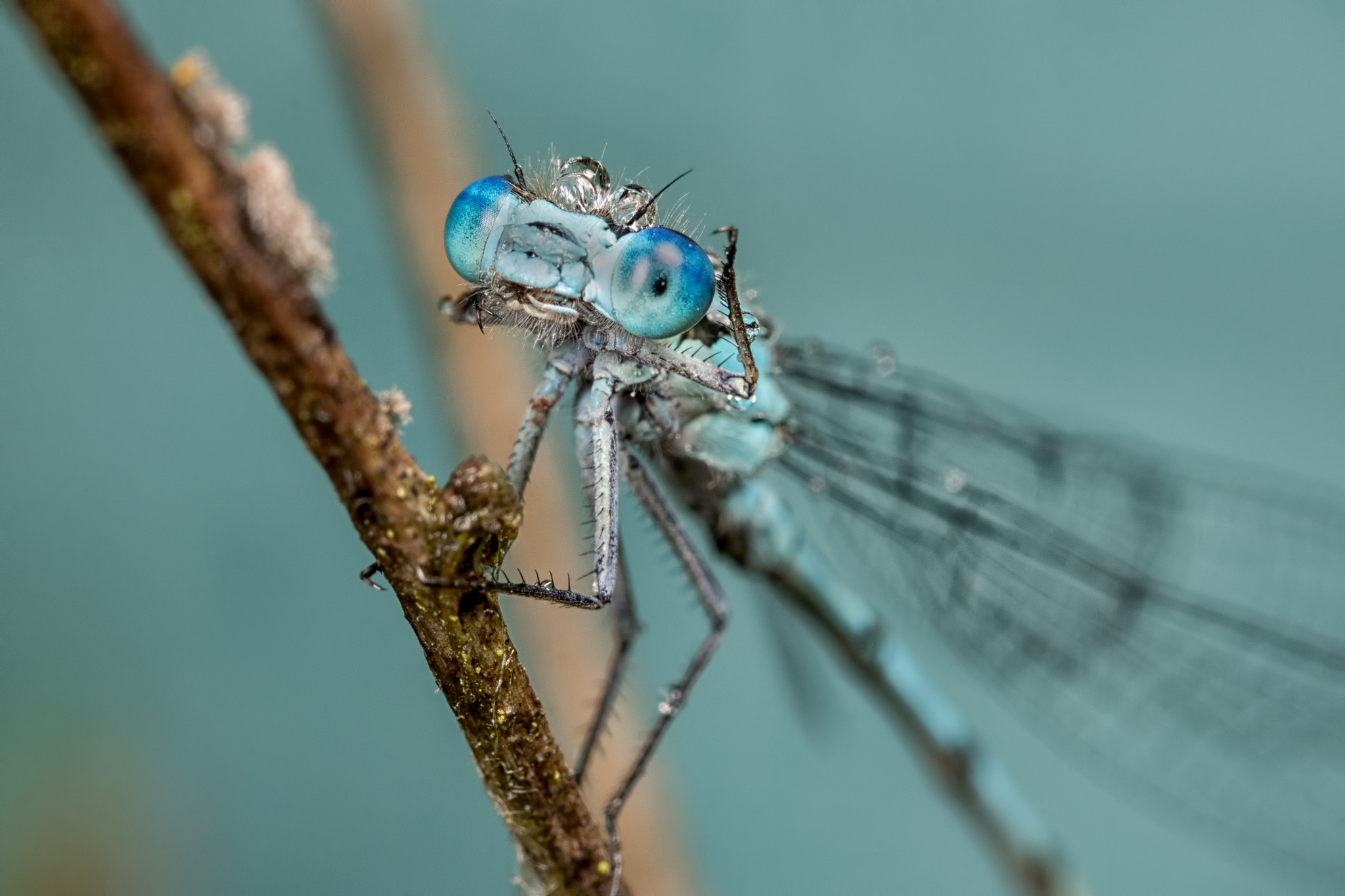 Canon MP-E 65mm F2.5 1-5x Macro Photo sample photo. Giggles photography