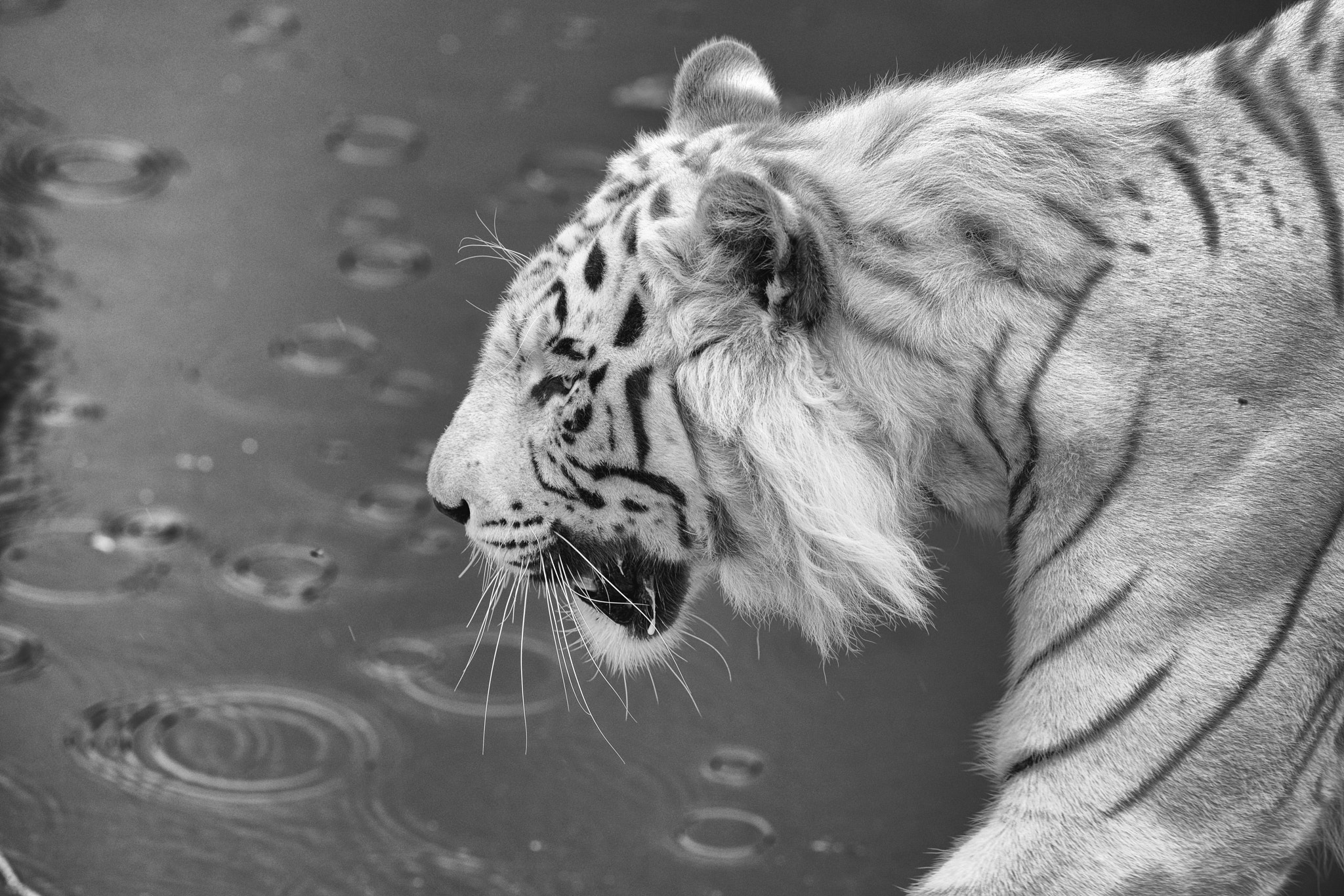 Nikon AF-S Nikkor 300mm F2.8G ED-IF VR sample photo. Siberian tiger bw photography