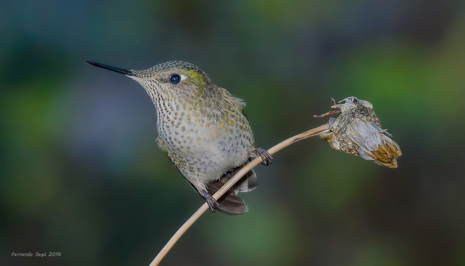 Sigma 50-500mm F4.5-6.3 DG OS HSM sample photo. Chilean hummingbird (female) photography