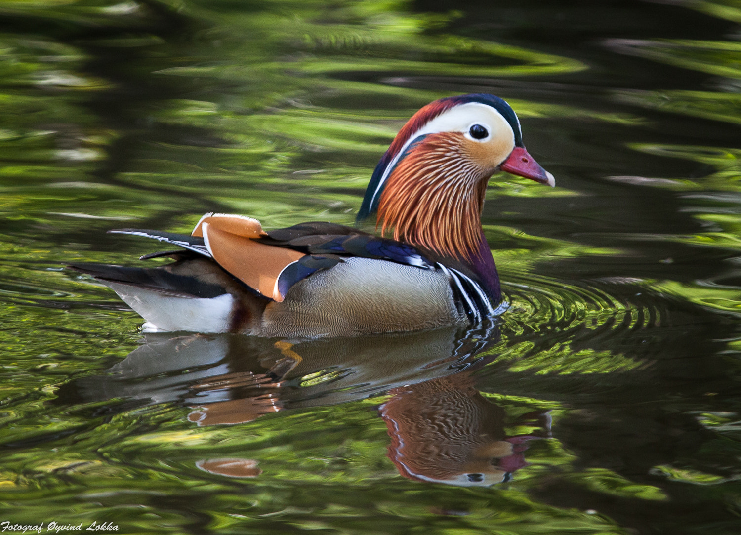 Canon EF 70-200mm F2.8L IS II USM sample photo. Mandarin duck photography