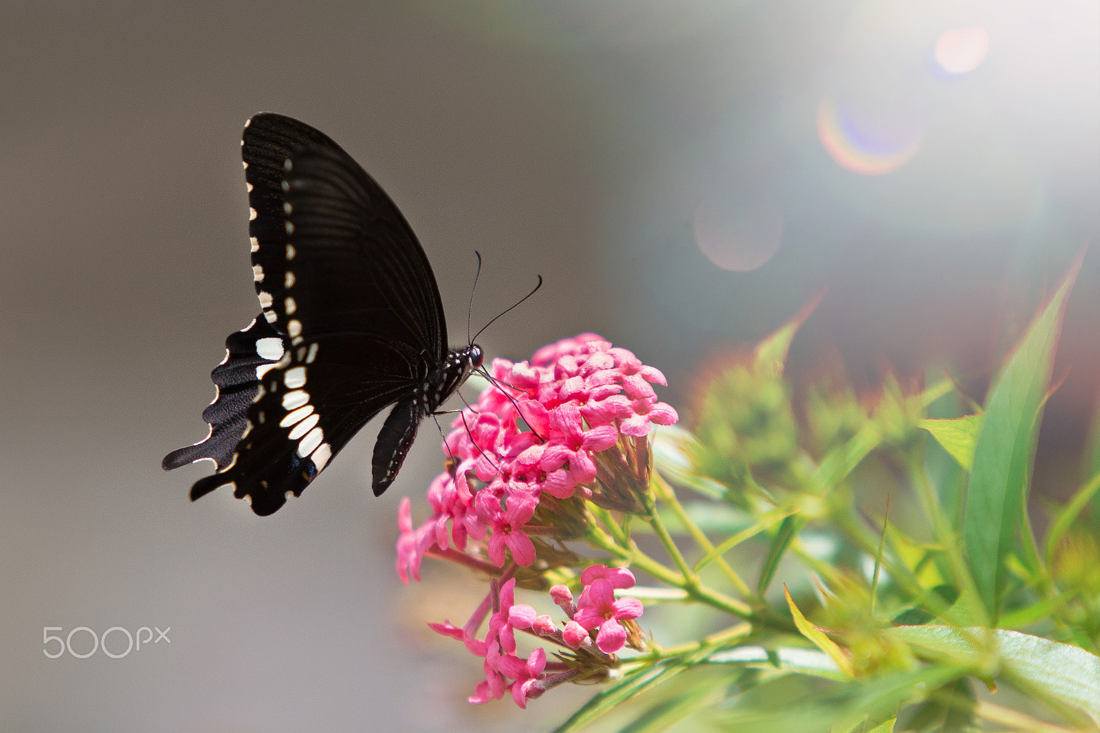 Canon EF 70-200mm F2.8L USM sample photo. Butterfly photography