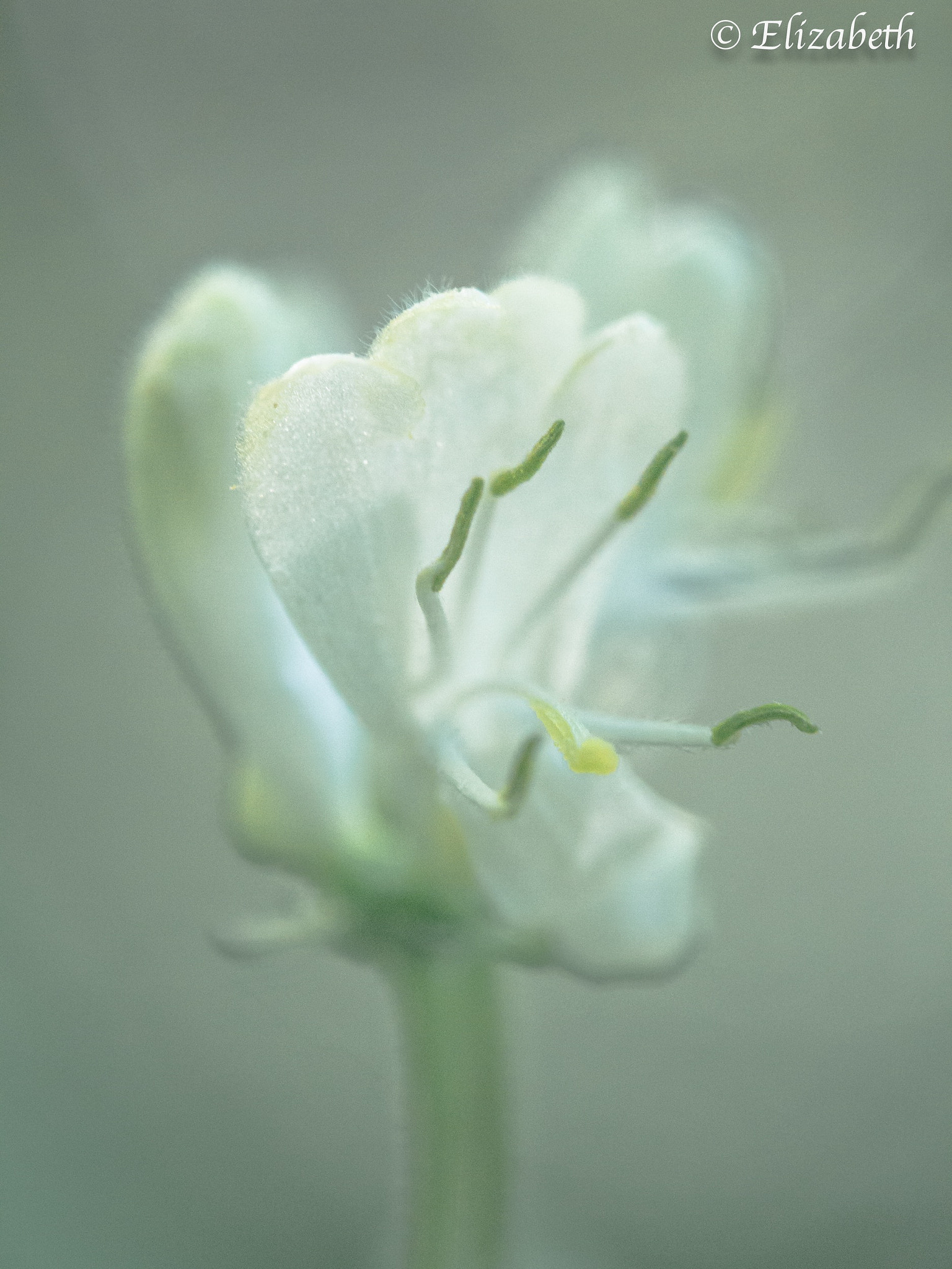 Canon EF-S 60mm F2.8 Macro USM sample photo. Purity photography
