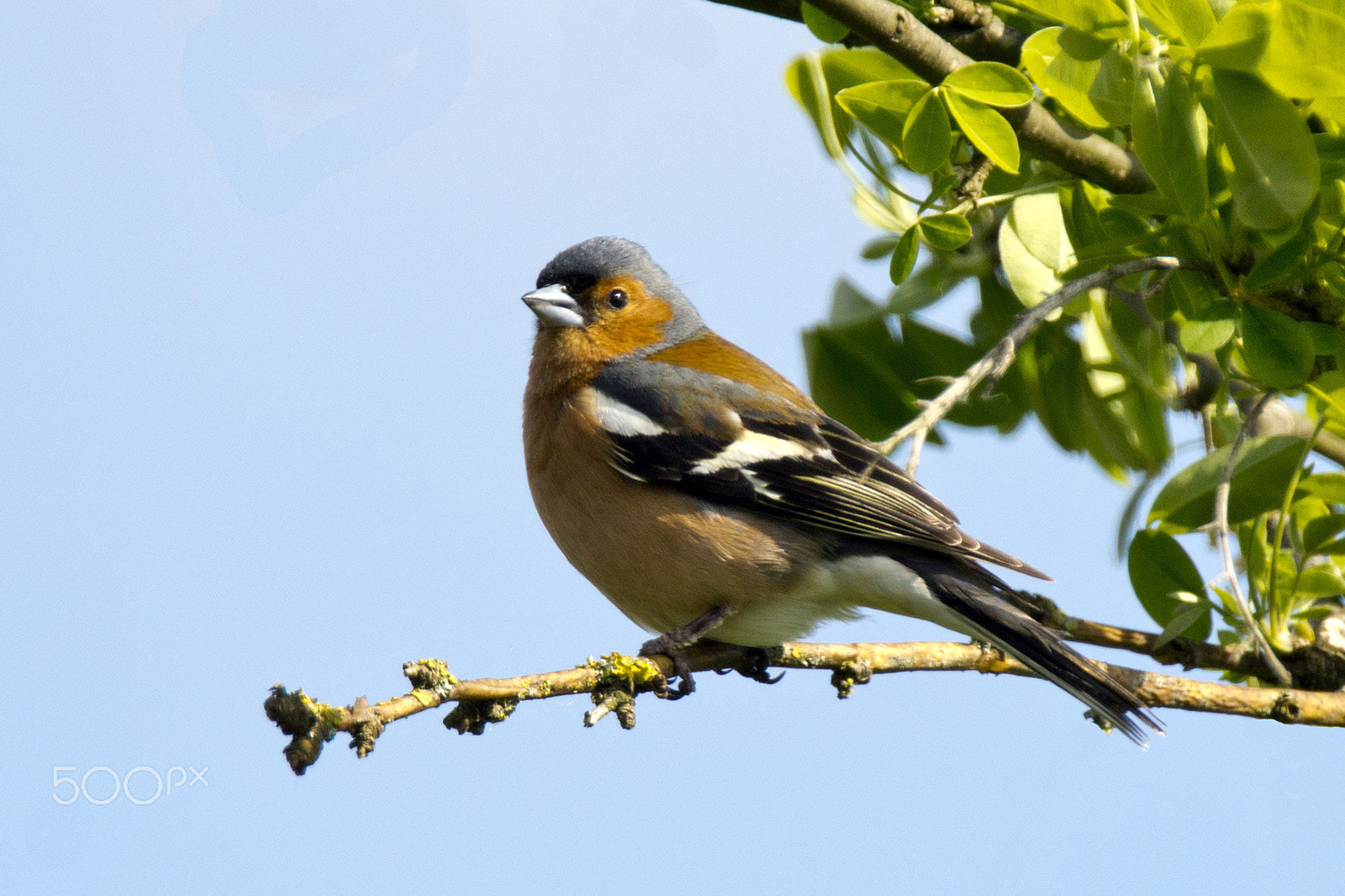 Sony SLT-A65 (SLT-A65V) + Tamron SP 150-600mm F5-6.3 Di VC USD sample photo. Chaffinch photography
