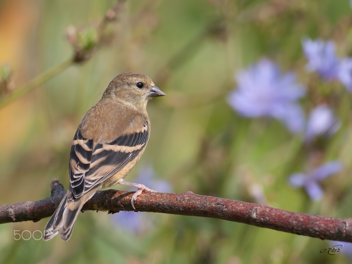 Canon EOS 40D + Canon EF 400mm F5.6L USM sample photo. American goldfinch photography