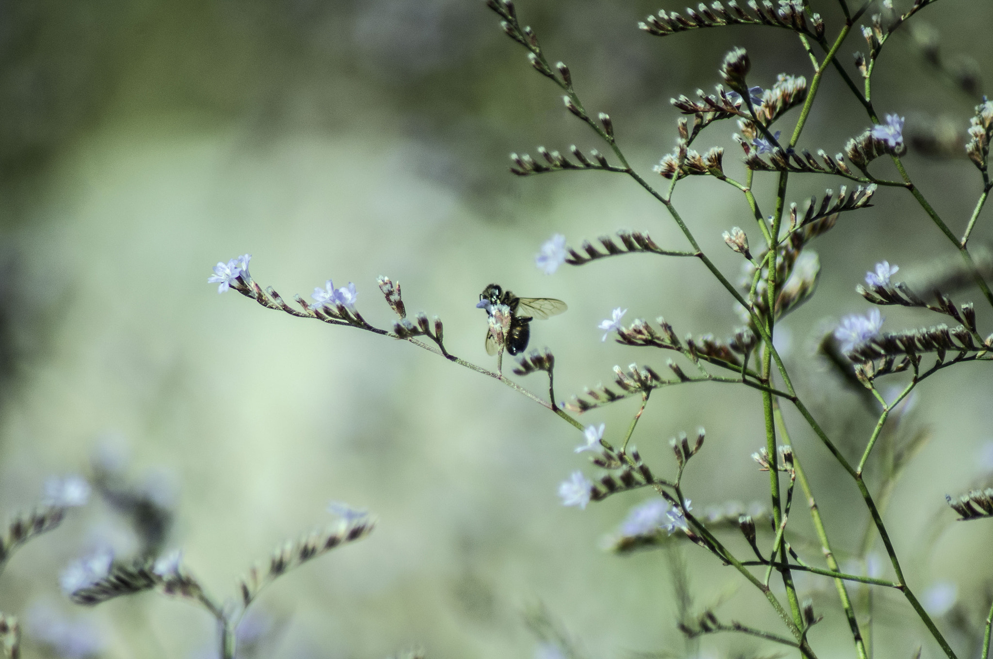 Tamron AF 70-300mm F4-5.6 Di LD Macro sample photo. Bee photography