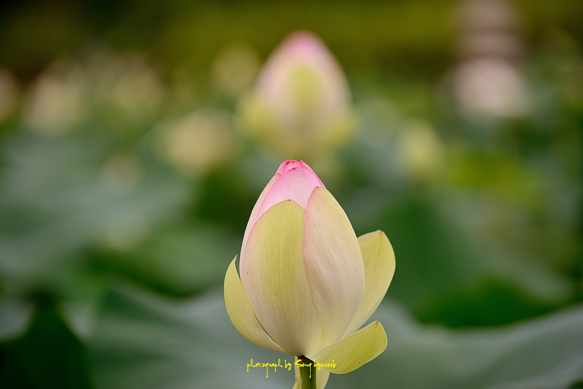 Tamron SP 70-200mm F2.8 Di VC USD sample photo. Wait photography