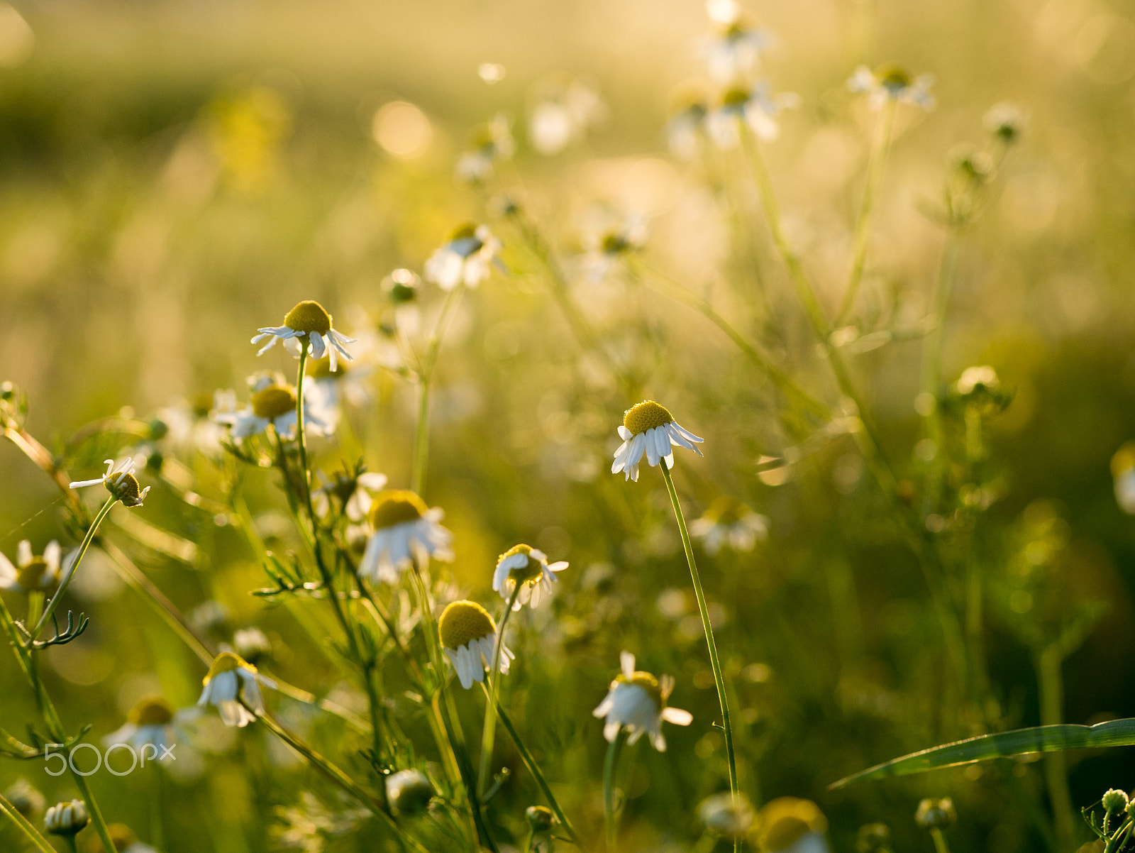 Panasonic Lumix G 42.5mm F1.7 ASPH Power OIS sample photo. Sunlight and flowers photography