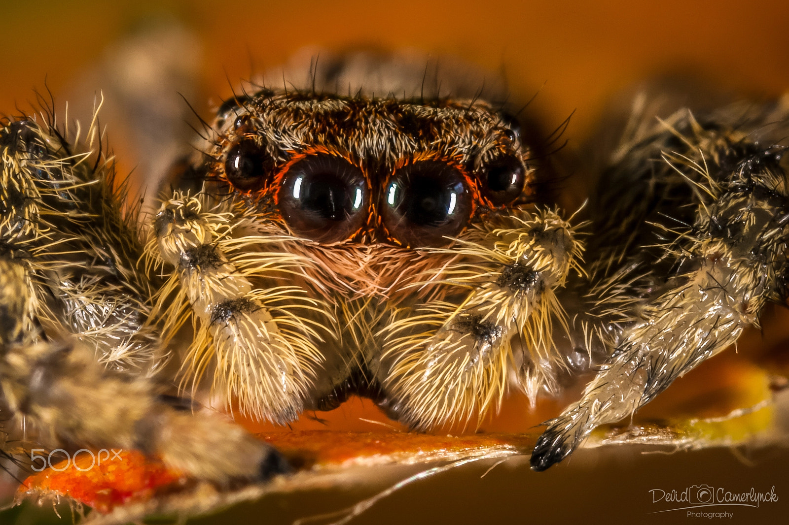 Canon EOS 40D + Canon MP-E 65mm F2.5 1-5x Macro Photo sample photo. Mr big eyes photography