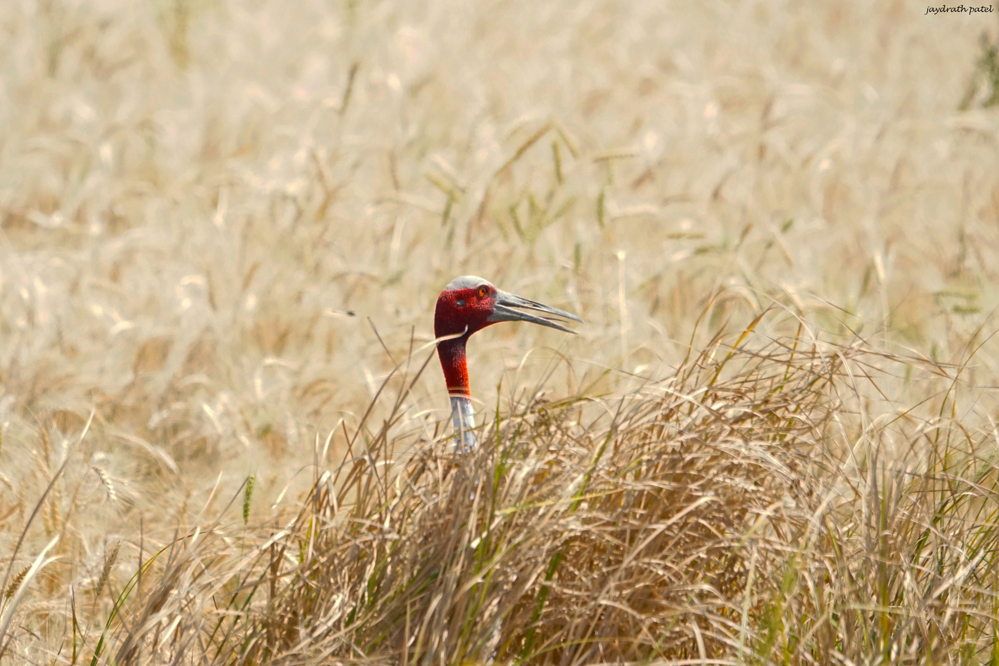 Sony ILCA-77M2 + Sony 70-400mm F4-5.6 G SSM II sample photo