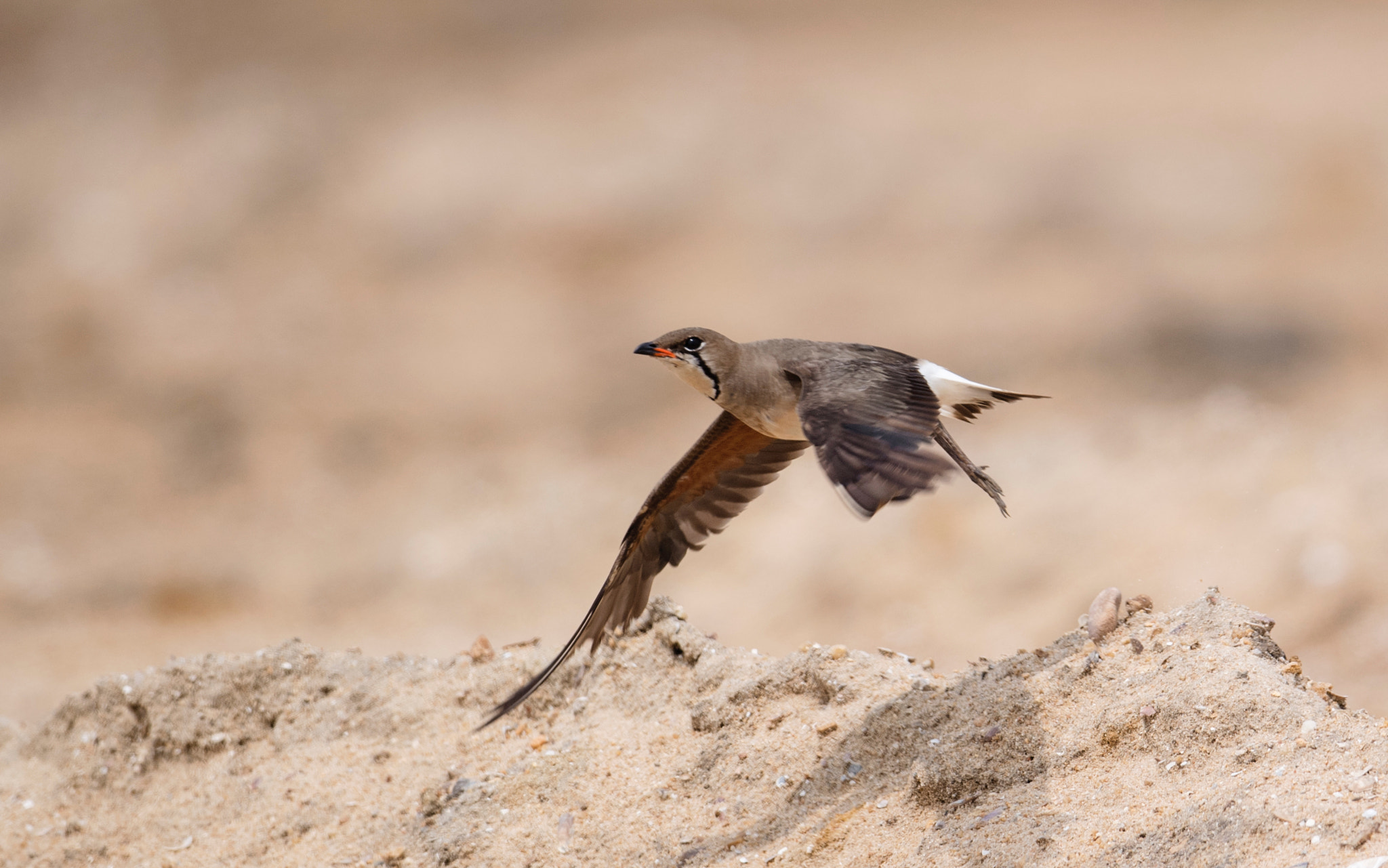 Nikon AF-S Nikkor 800mm F5.6E FL ED VR sample photo. Oriental pratincole photography