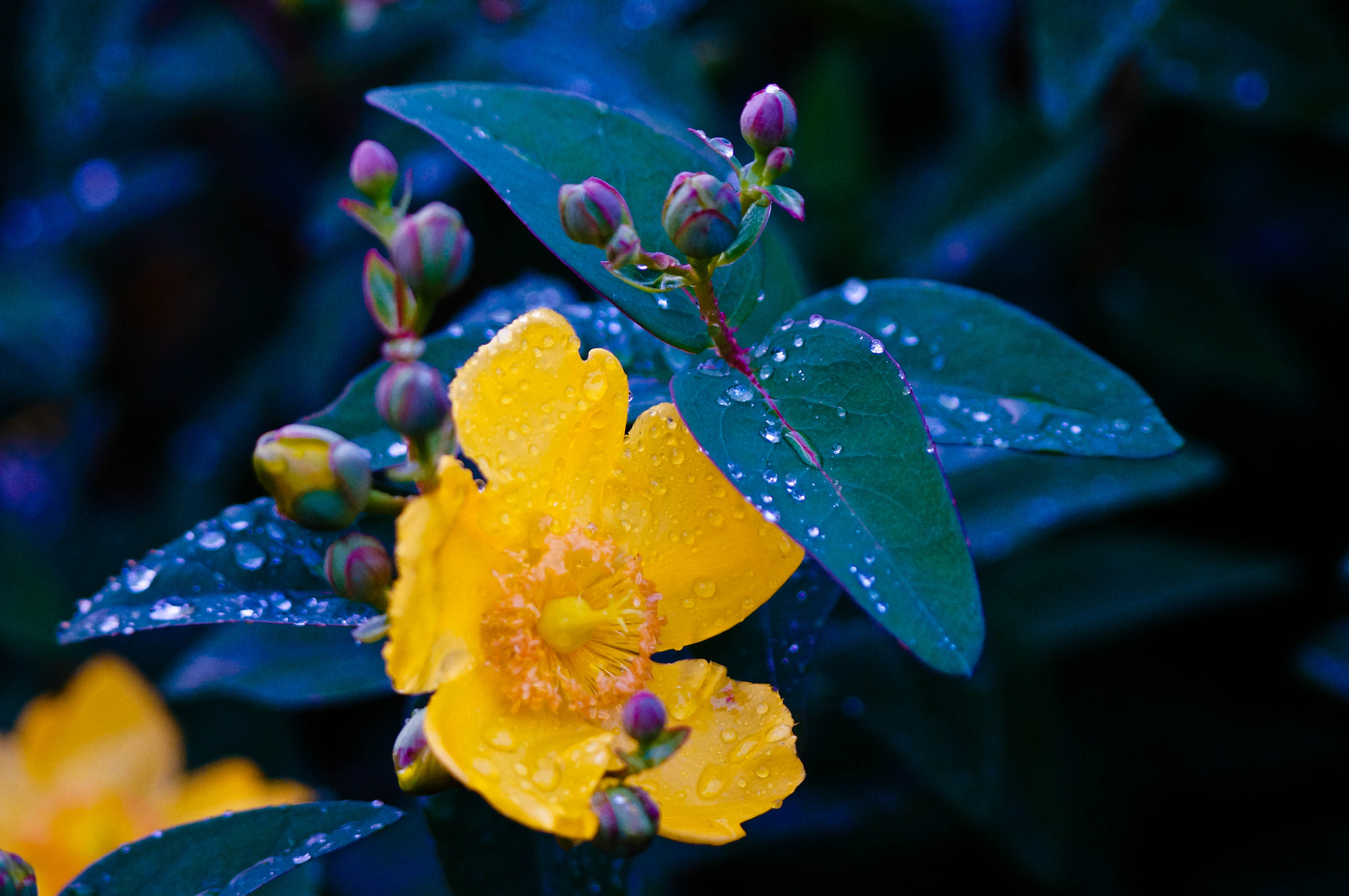 Sigma 70-300mm F4-5.6 DG Macro sample photo. Flower photography