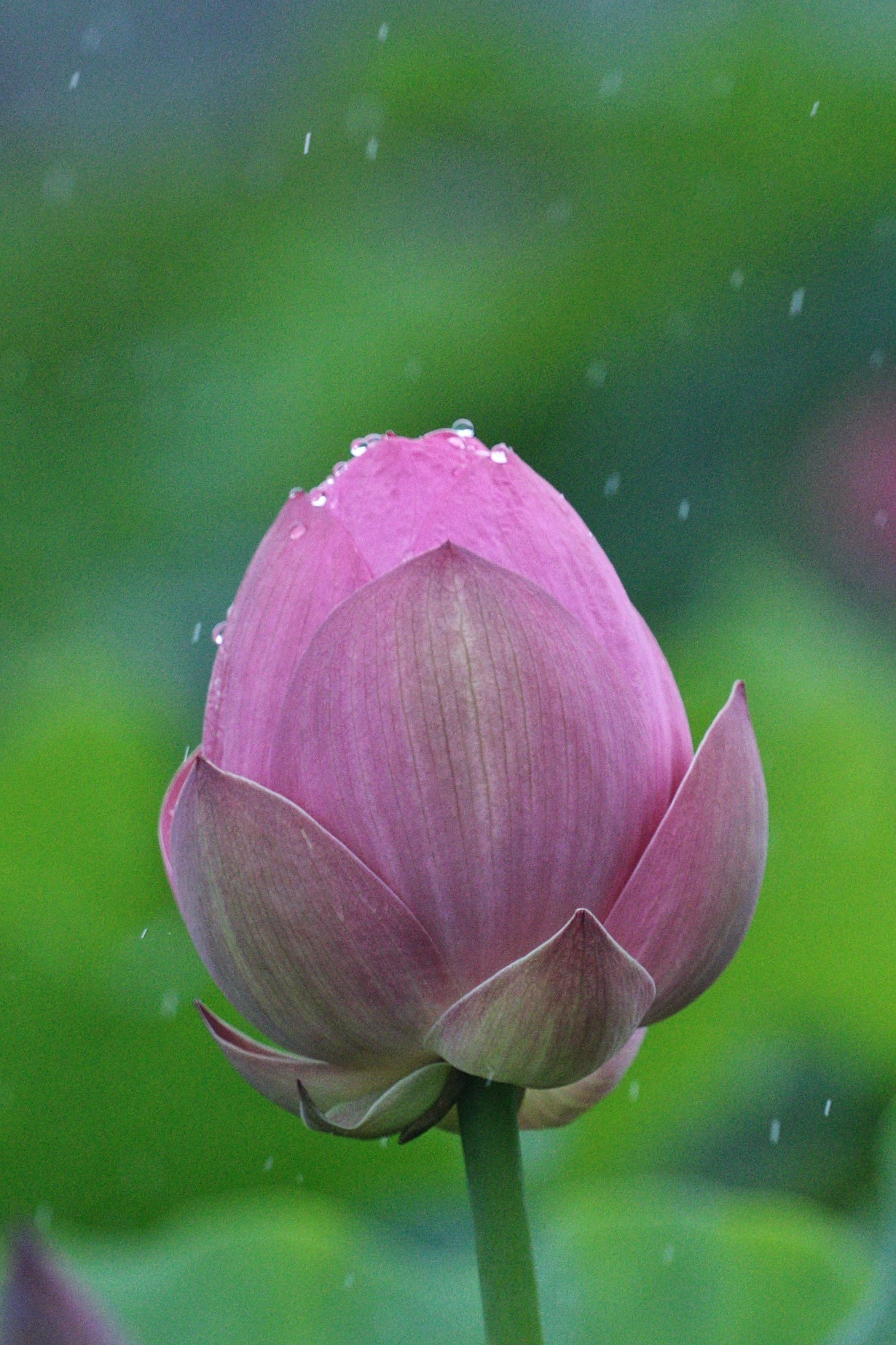 Canon EF 70-200mm F4L USM sample photo