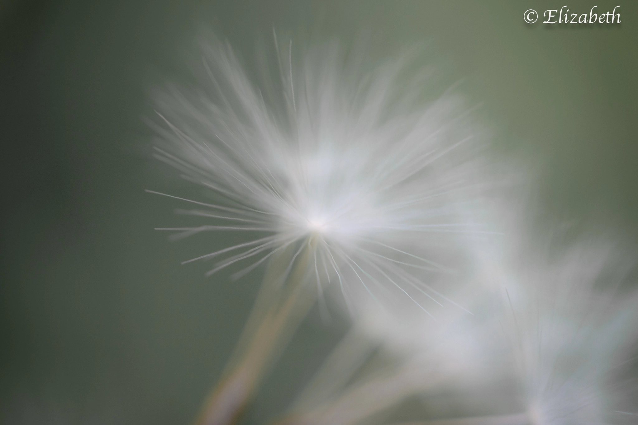 Canon EF-S 60mm F2.8 Macro USM sample photo. Pale dreams  photography
