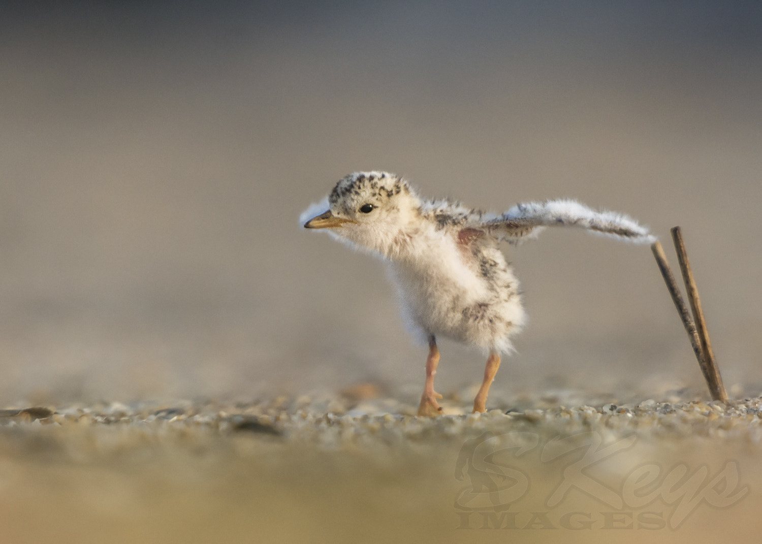 Nikon D7200 + Sigma 500mm F4.5 EX DG HSM sample photo. One day i will fly...not today (least tern chick) photography