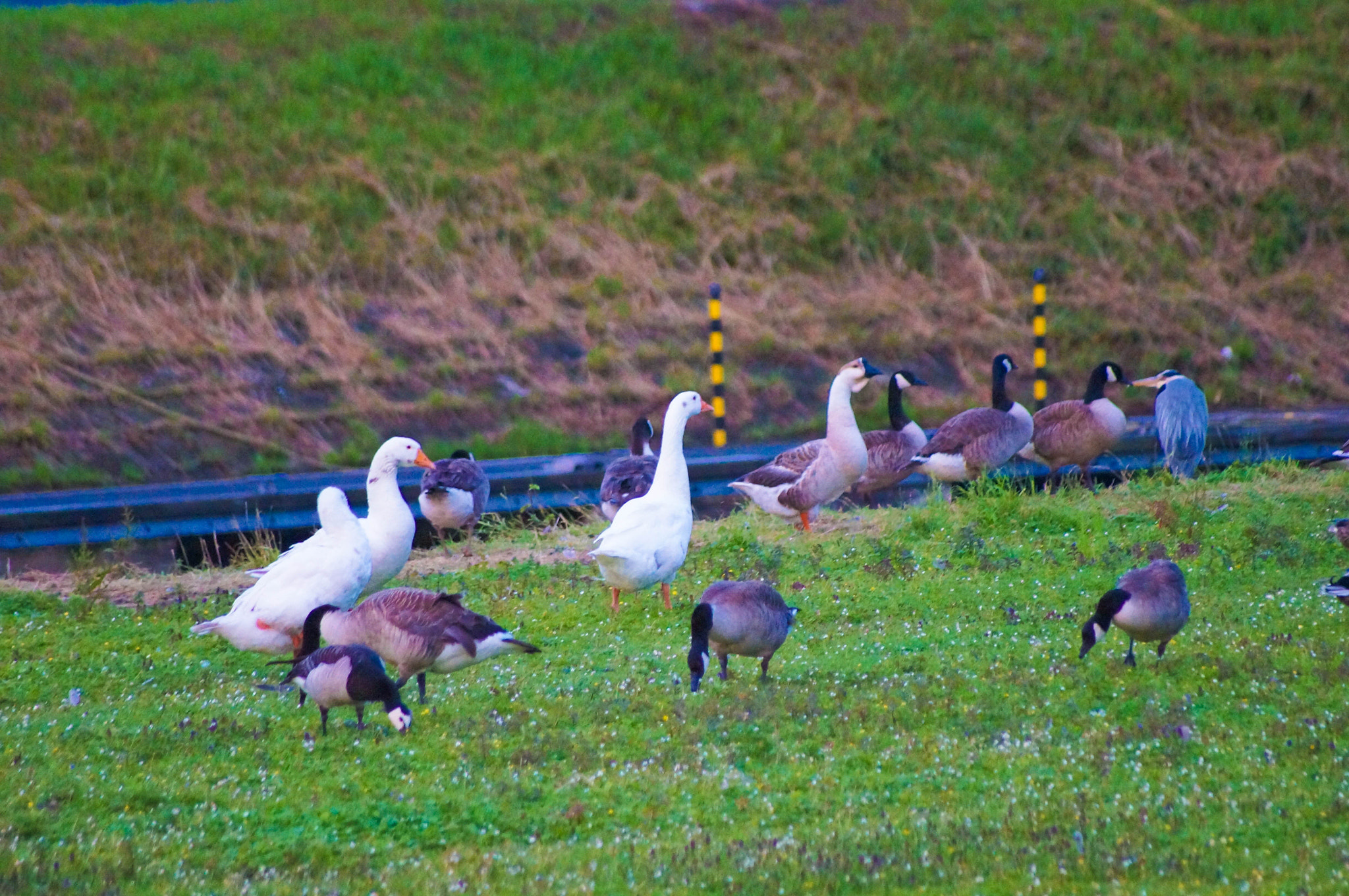 Sigma 70-300mm F4-5.6 DG Macro sample photo. Birds photography