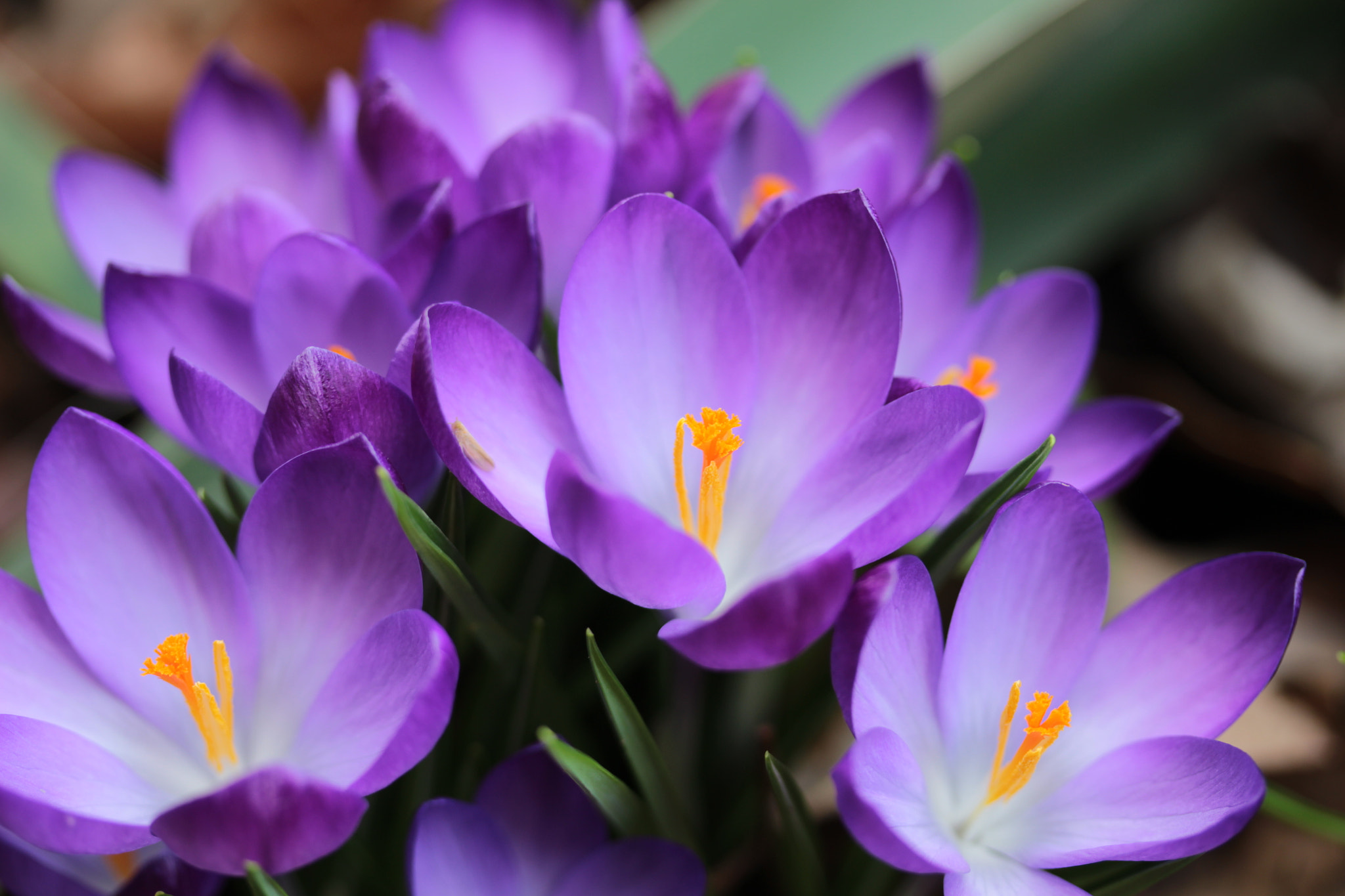 Canon EF-S 60mm F2.8 Macro USM sample photo. ()mánia photography