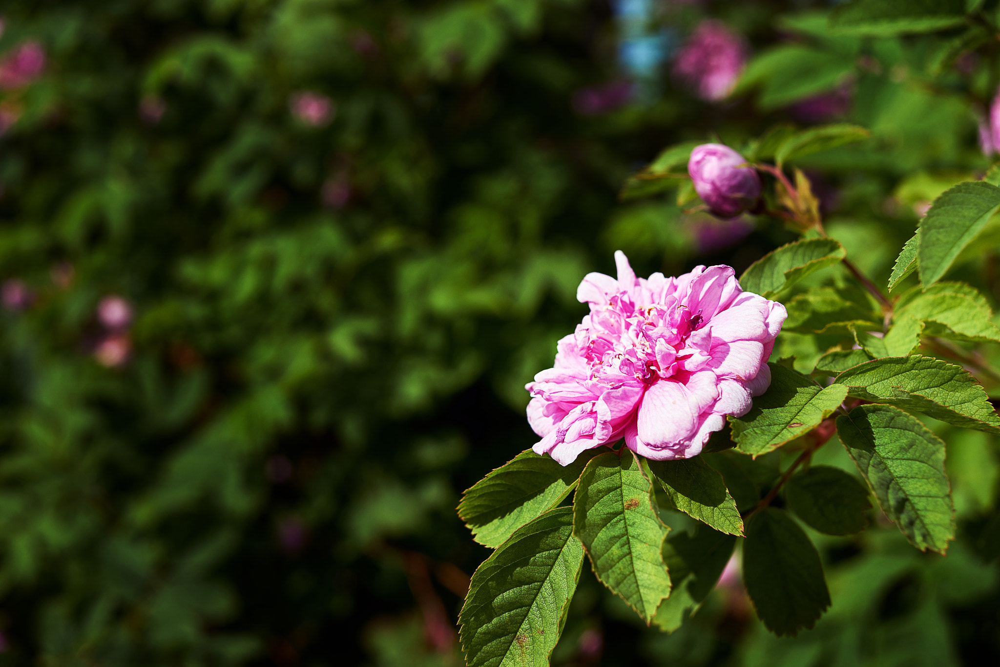 Sony a99 II sample photo. Almost rose photography