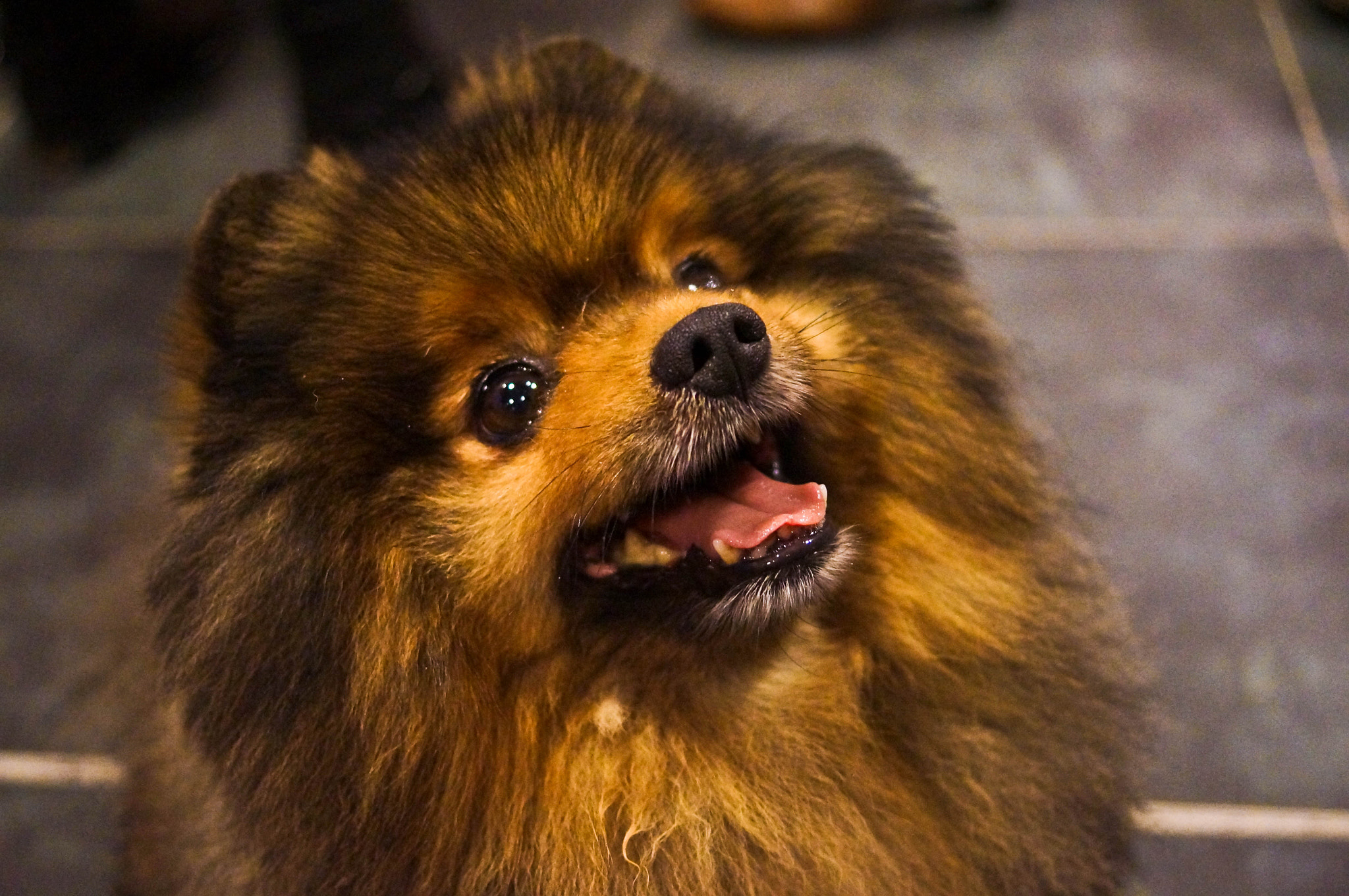 Sony SLT-A57 sample photo. Dog cute photography