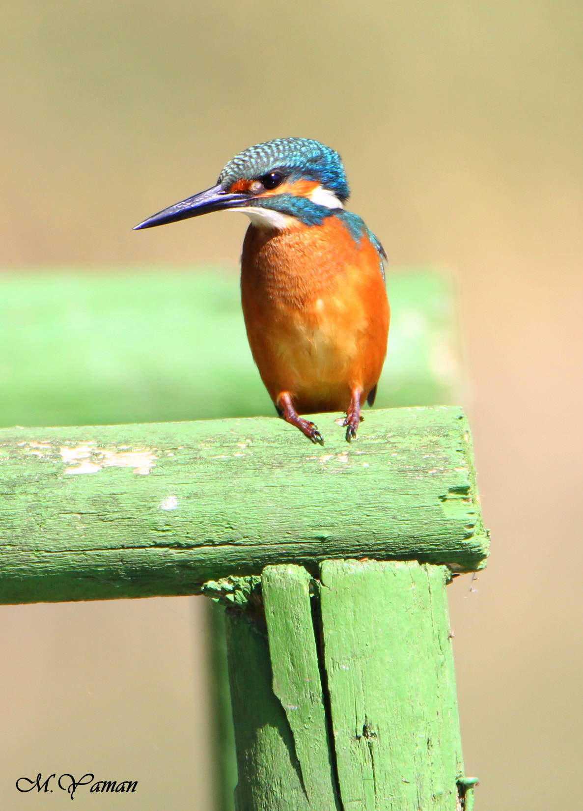 Tamron SP 150-600mm F5-6.3 Di VC USD sample photo. Kingfisher - yalıçapkını photography