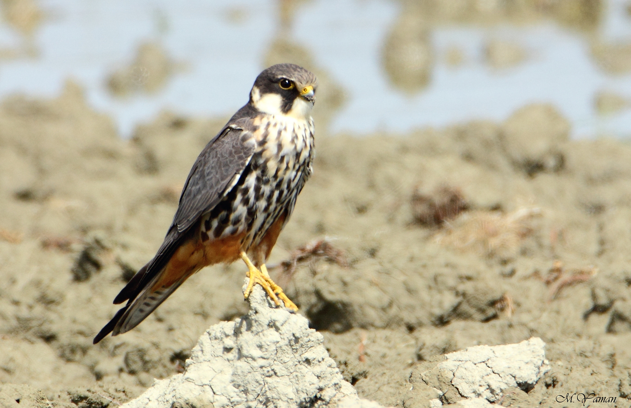 Tamron SP 150-600mm F5-6.3 Di VC USD sample photo. Eurasian hobby - delice doğan photography